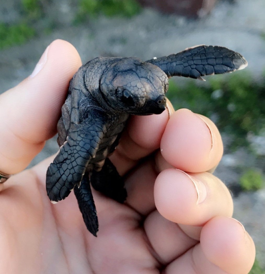A person holding a baby hawksbill in their hand.