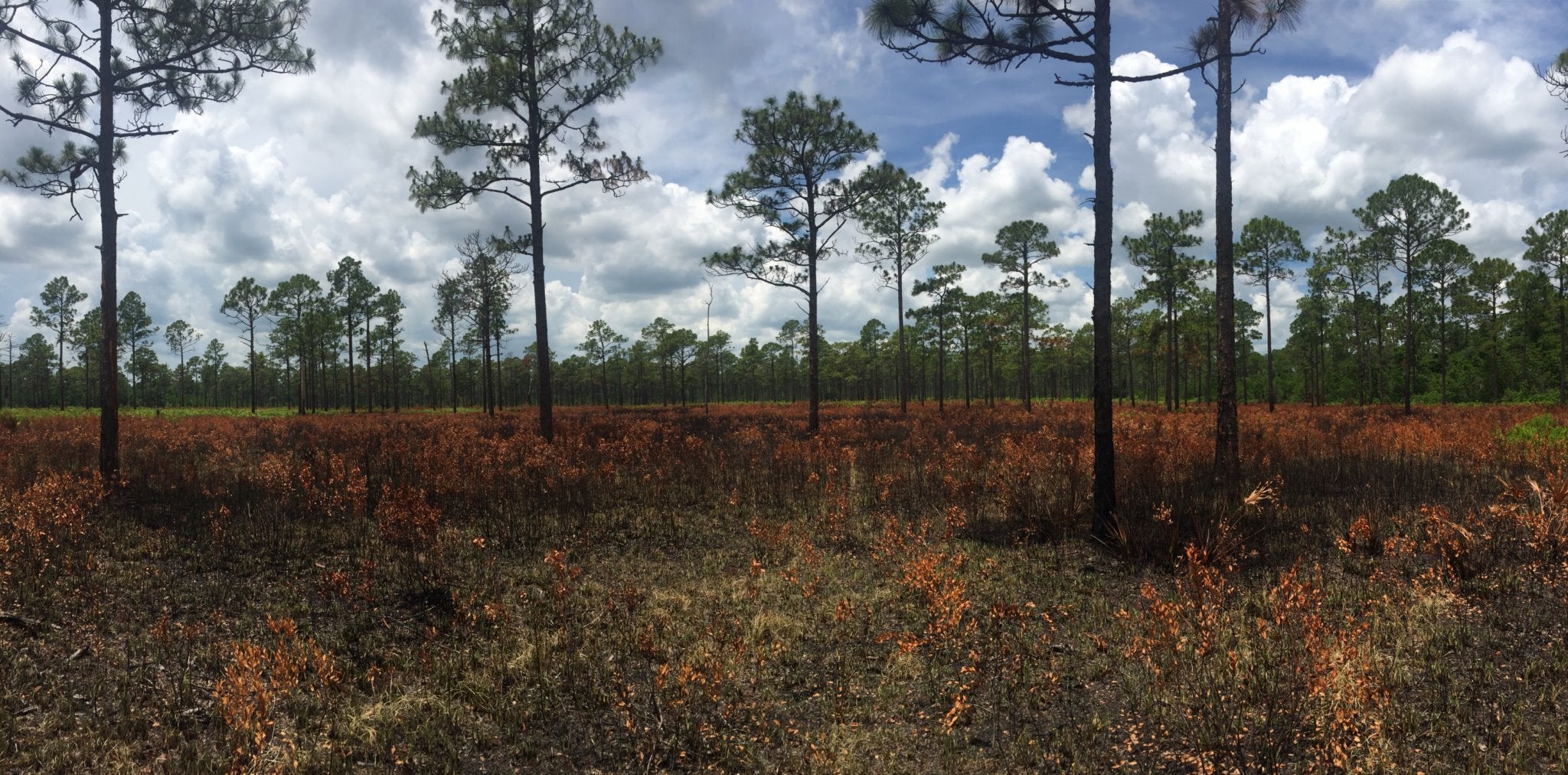 Burnt cutthroat grass can be seen low to the ground with tall pine trees in this distance.