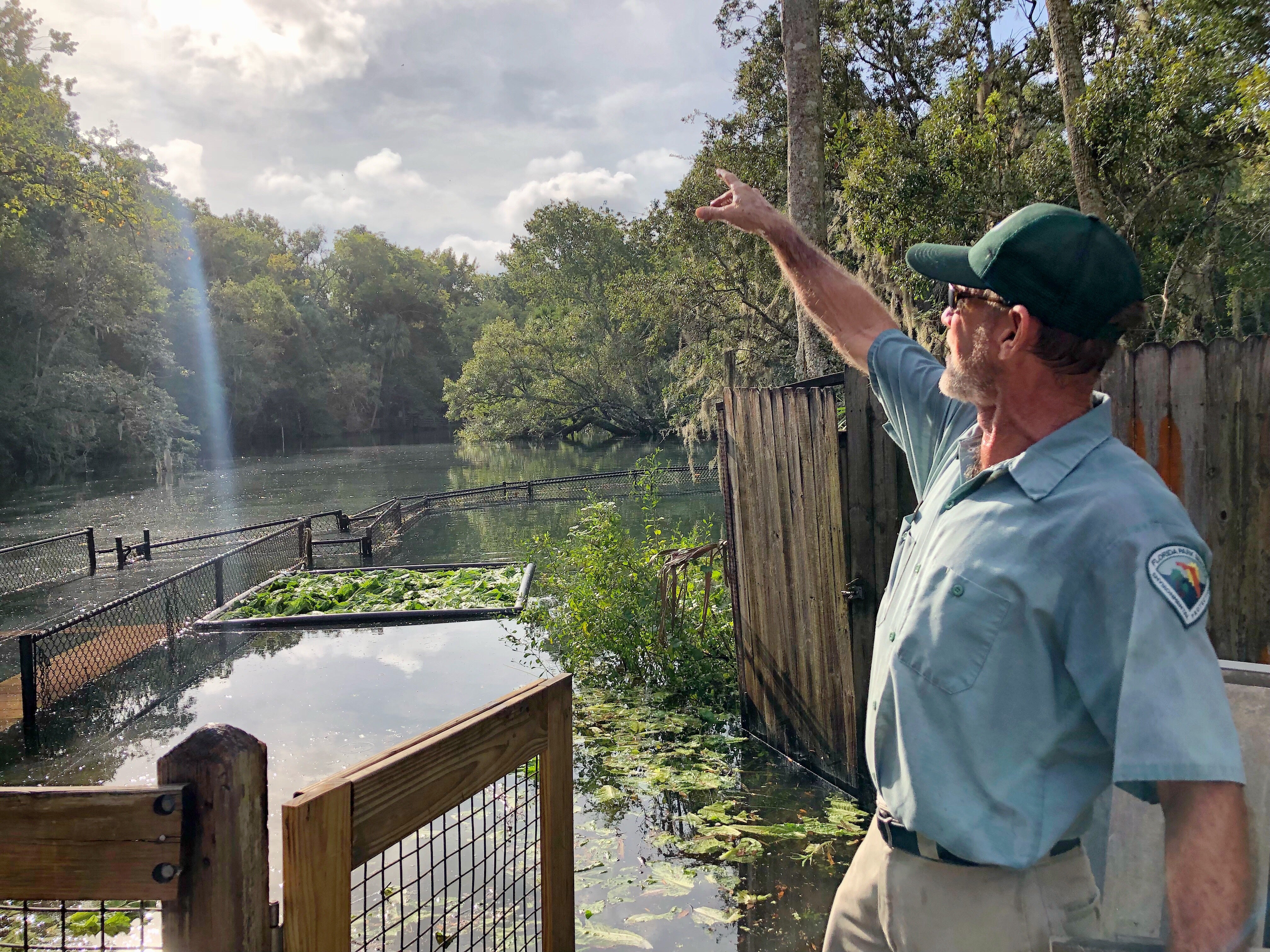 Homosassa Manatee Feeding