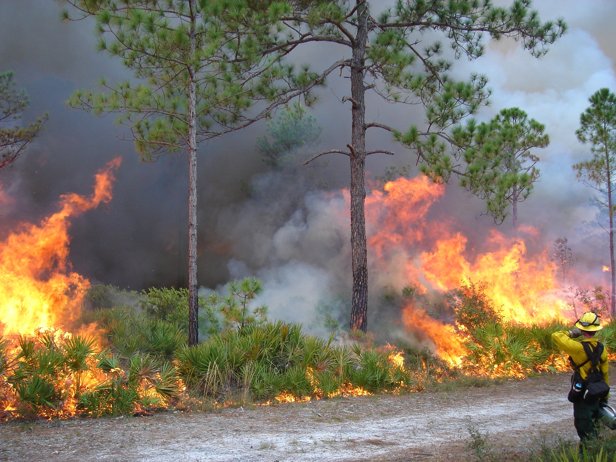 Prescribed Fire at Hontoon Island