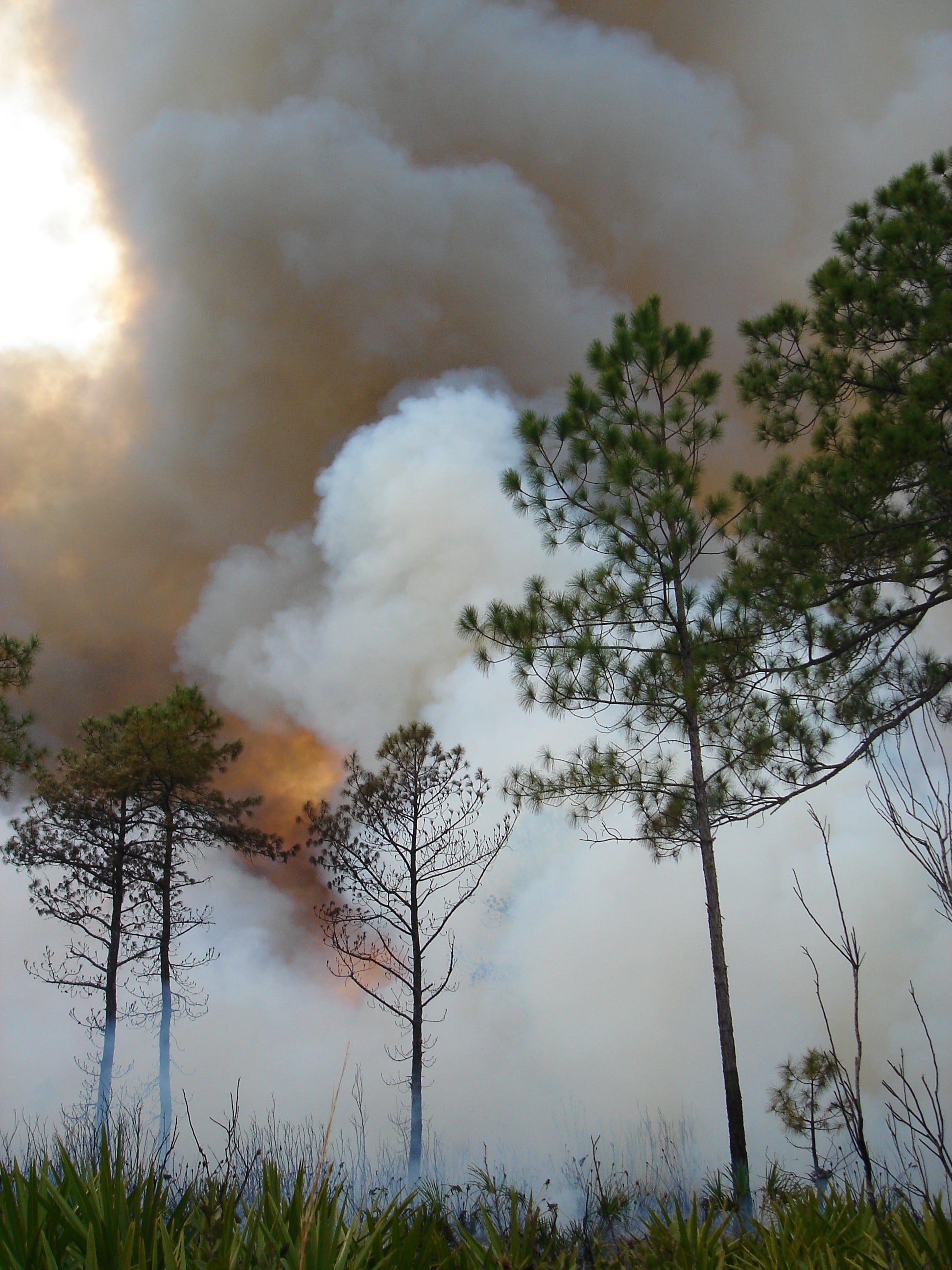 Prescribed Fire at Hontoon Island