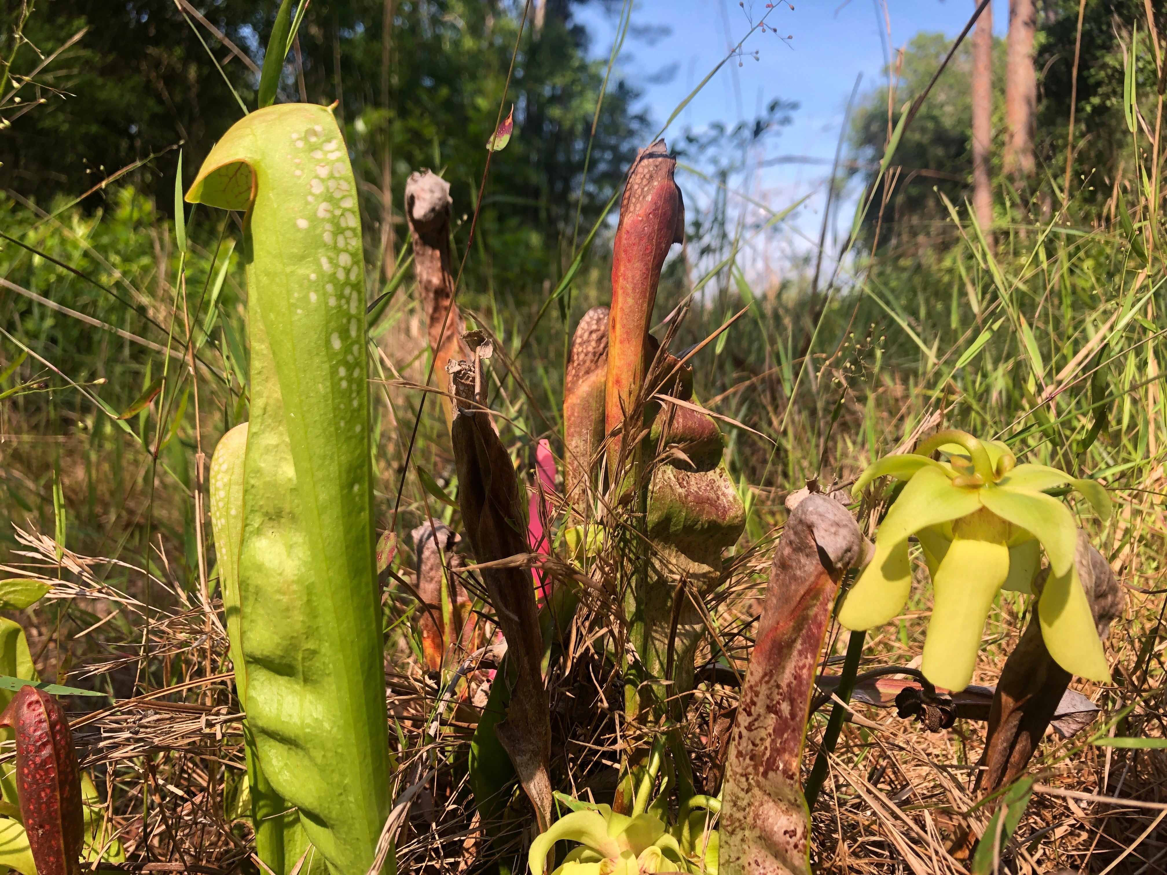 Hooded pitcher plants grow at Paynes Prairie Preserve State Park.