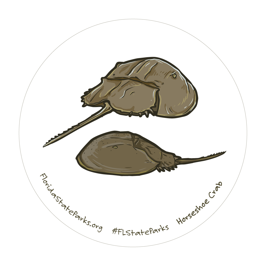 Atlantic Horseshoe Crab