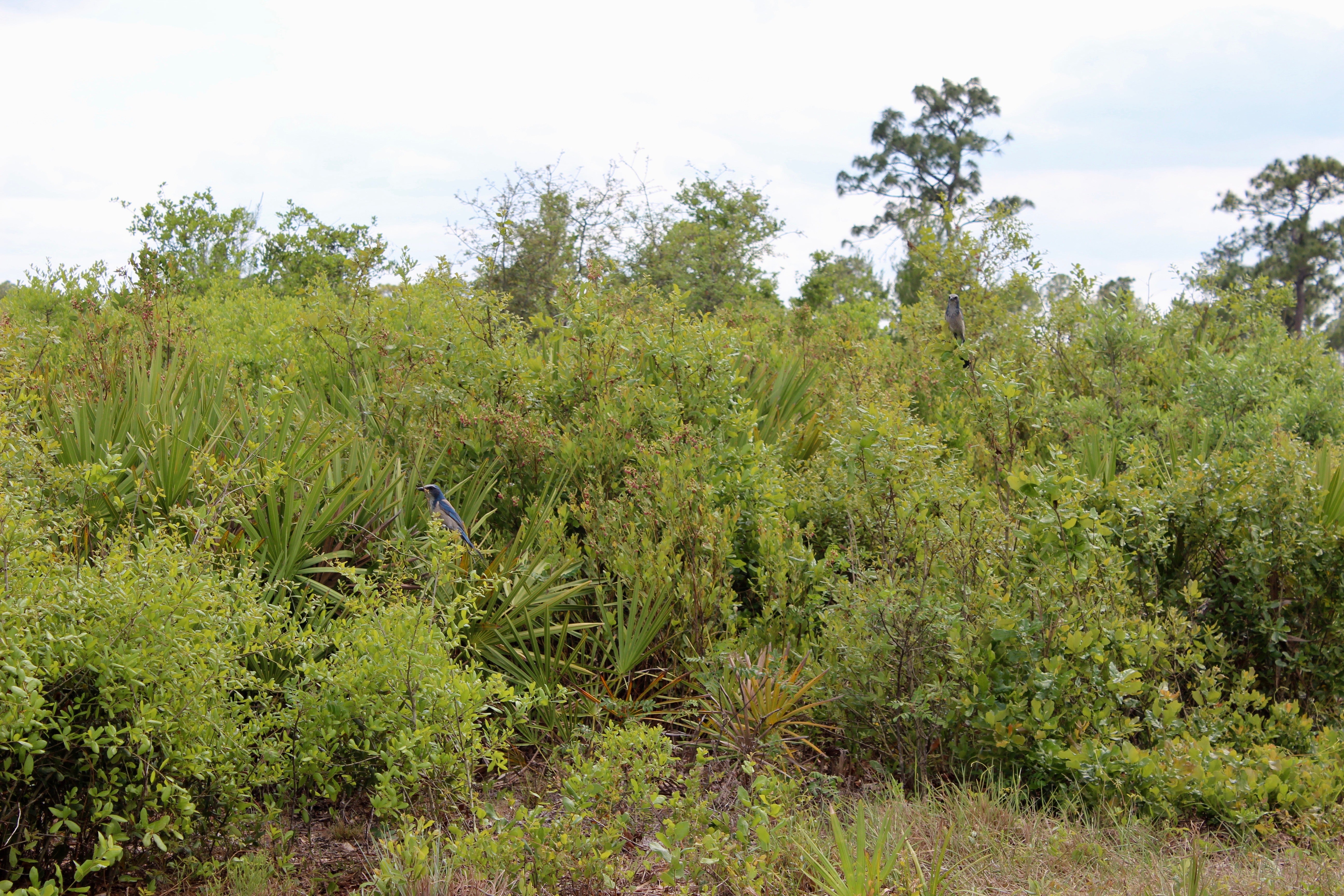 Florida scrub-jays at Rock Springs Run