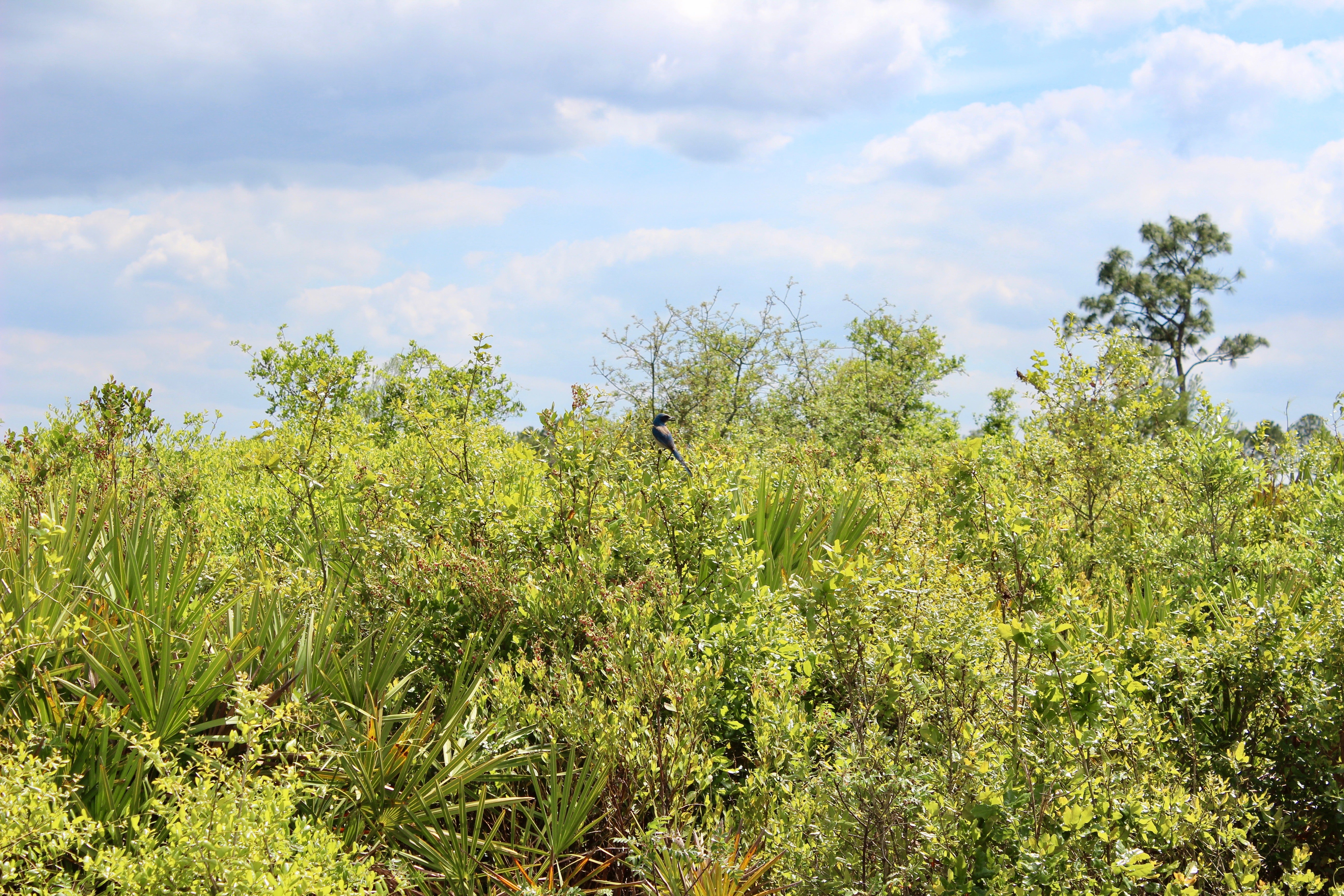 Florida scrub-jay at Rock Springs Run