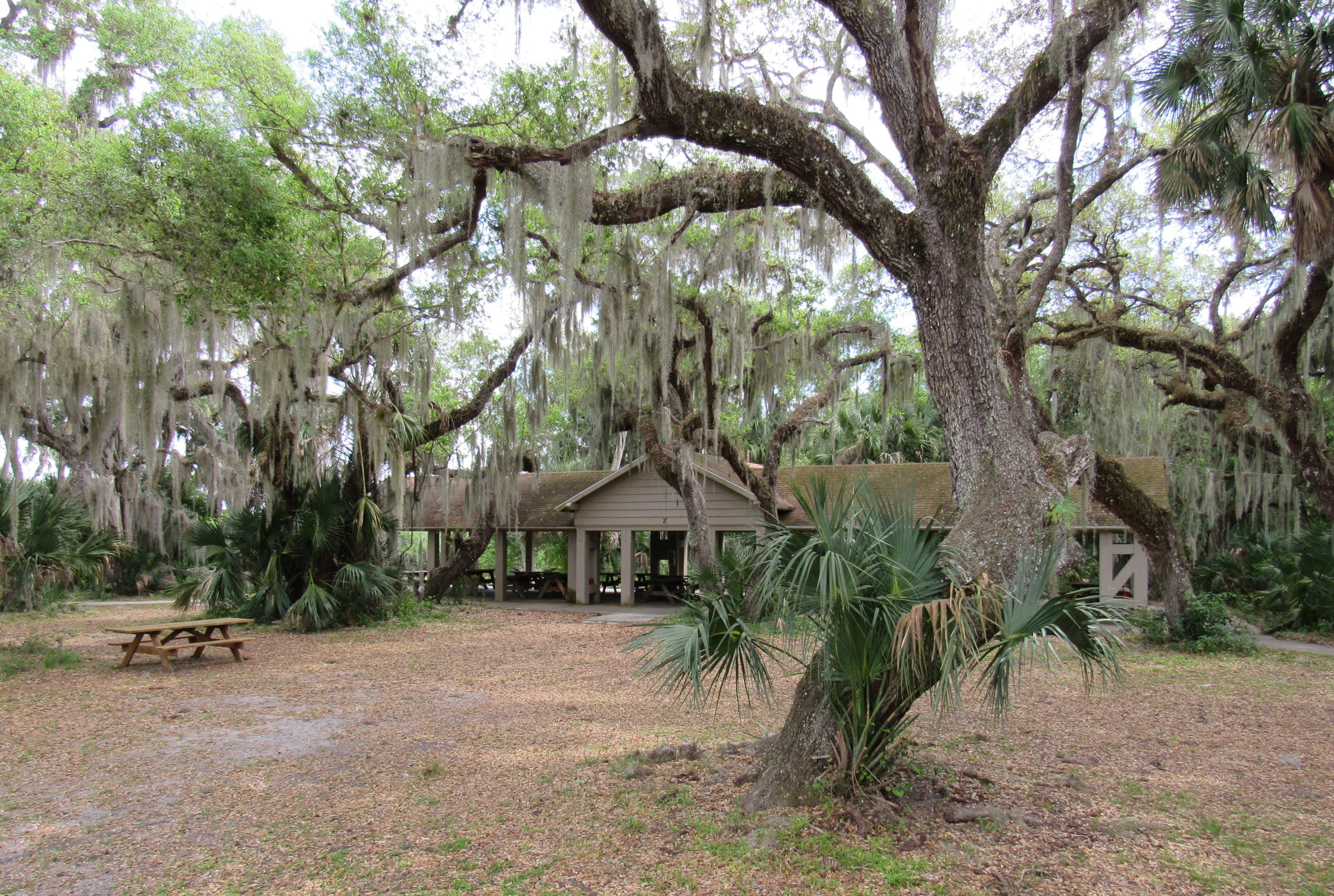 The South Pavilion peeks out behind a Live Oak