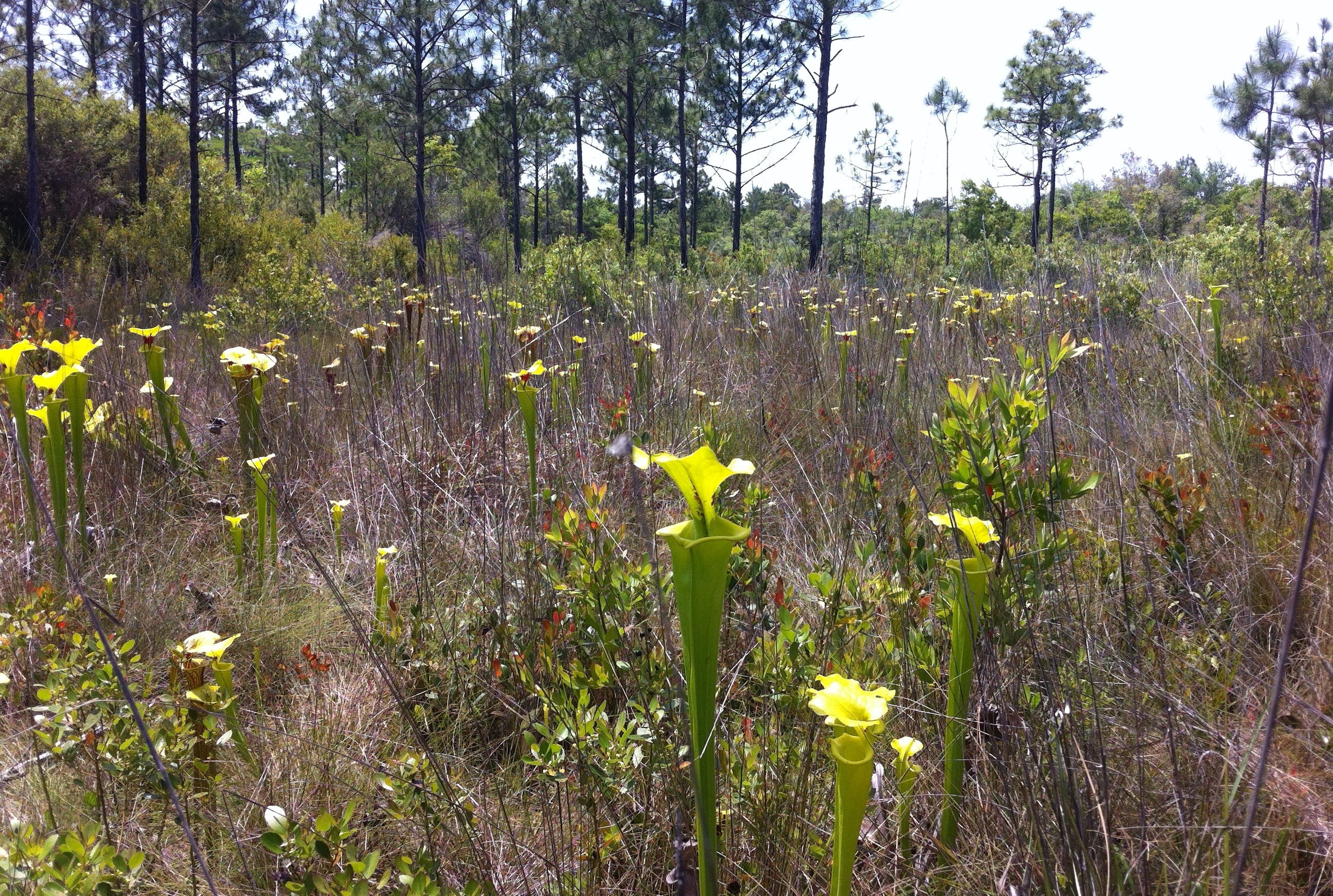 A view of a wet flatwood environment.