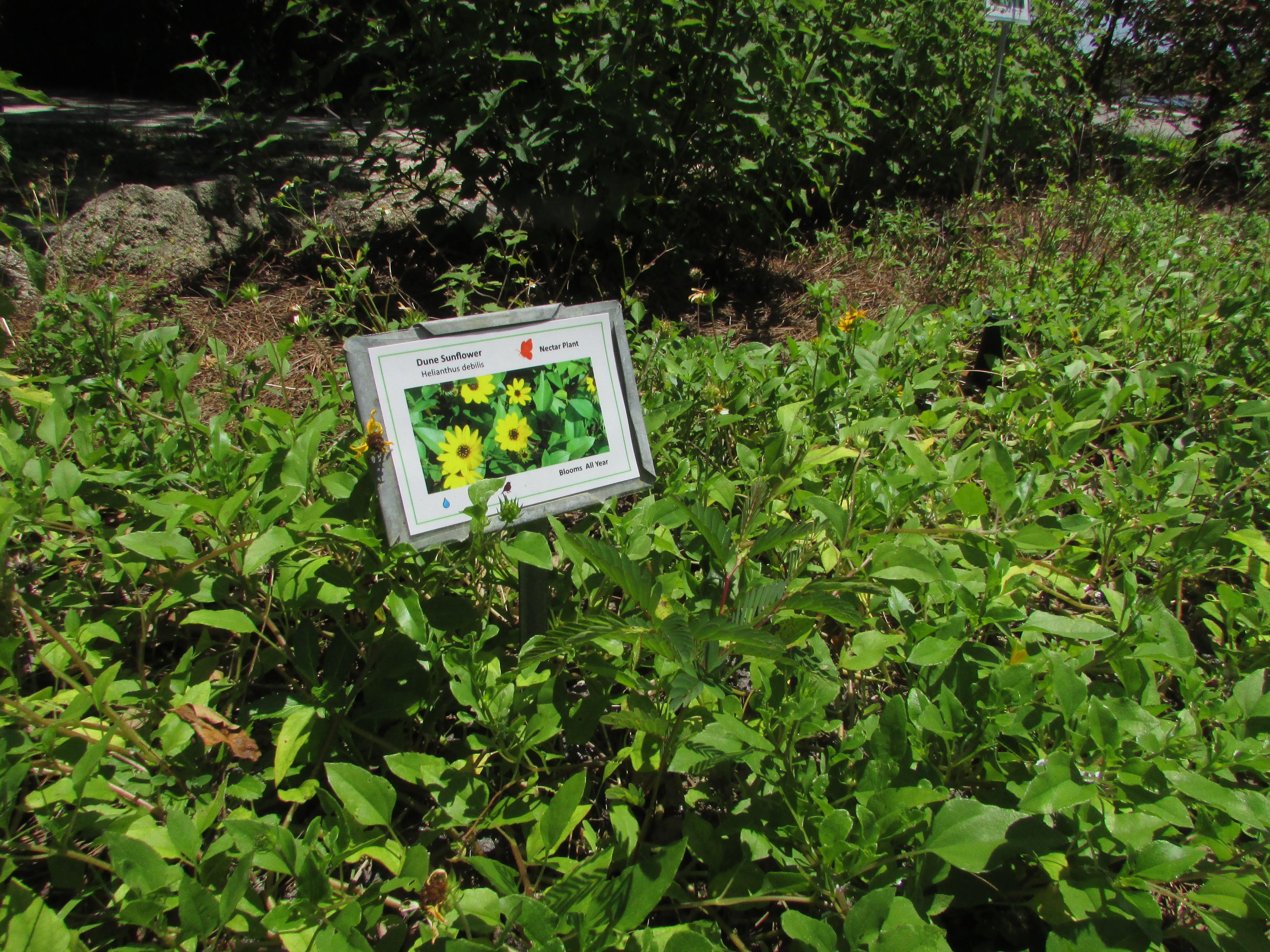 Interpretive sign showing the plant "Dune Sunflower"