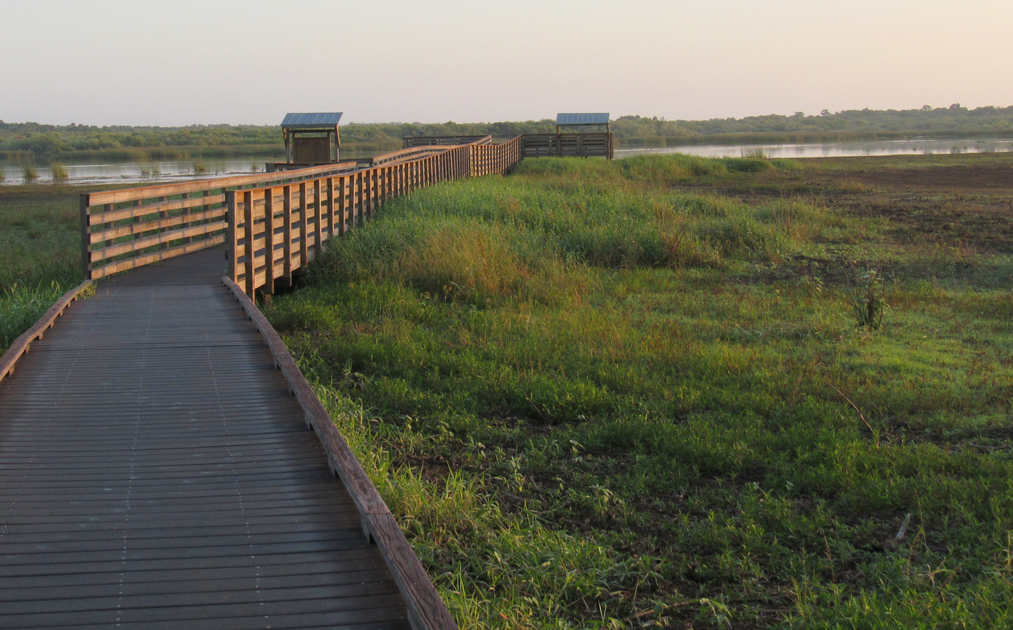 The Birdwalk is surrounded by marshes, seen here full of grass blooming