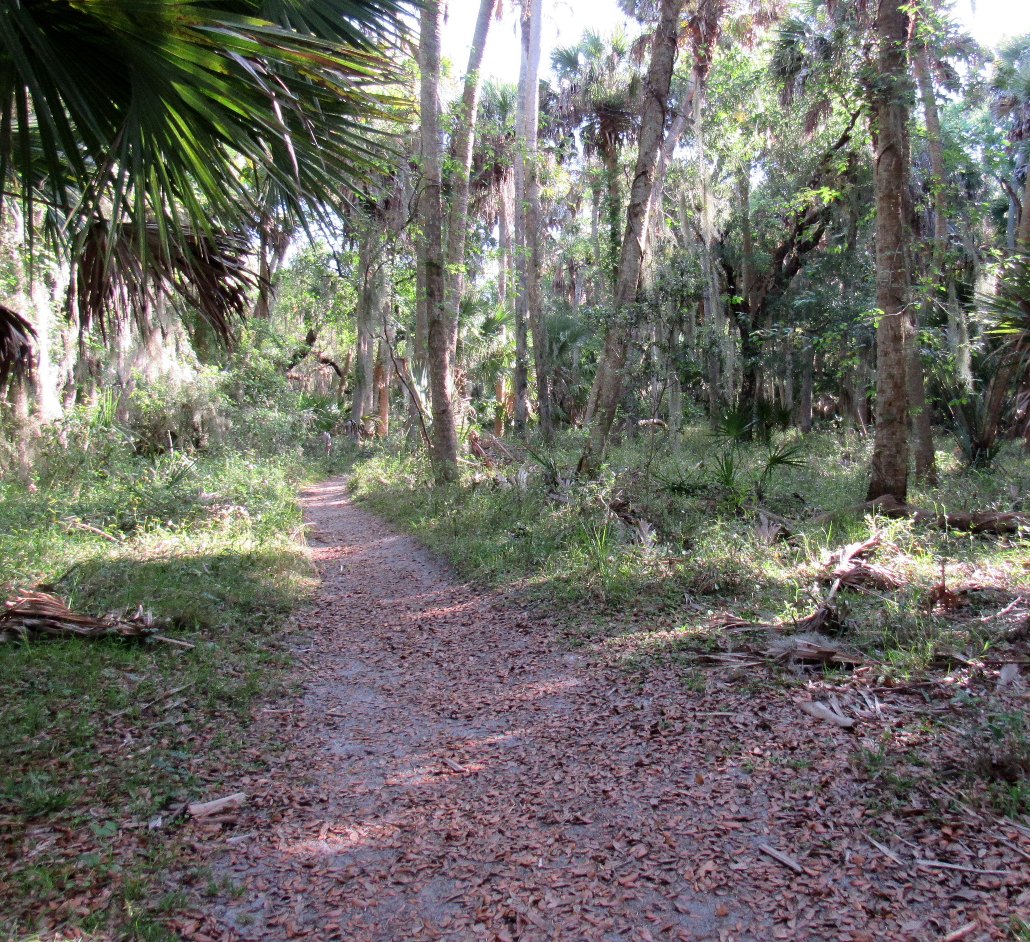 A trail meanders next to the Myakka River