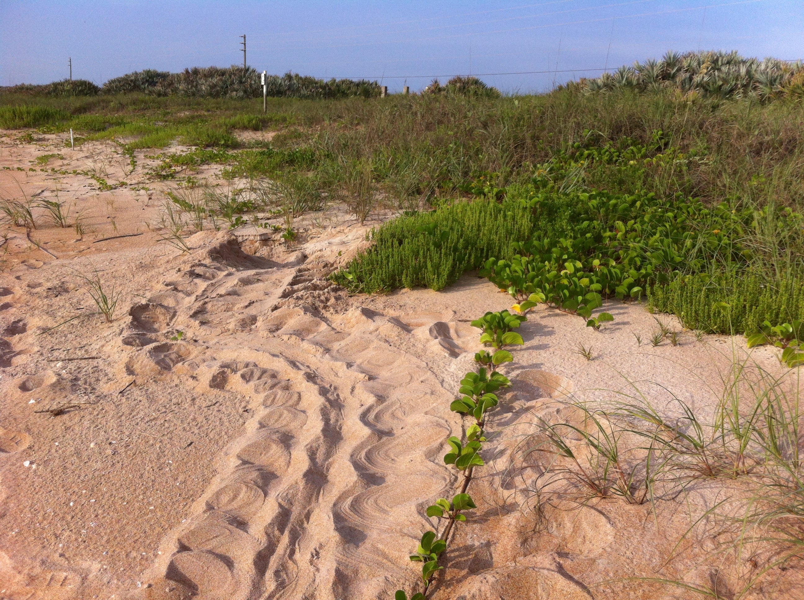 Loggerhead tracks heading towards the dune at North Peninsula