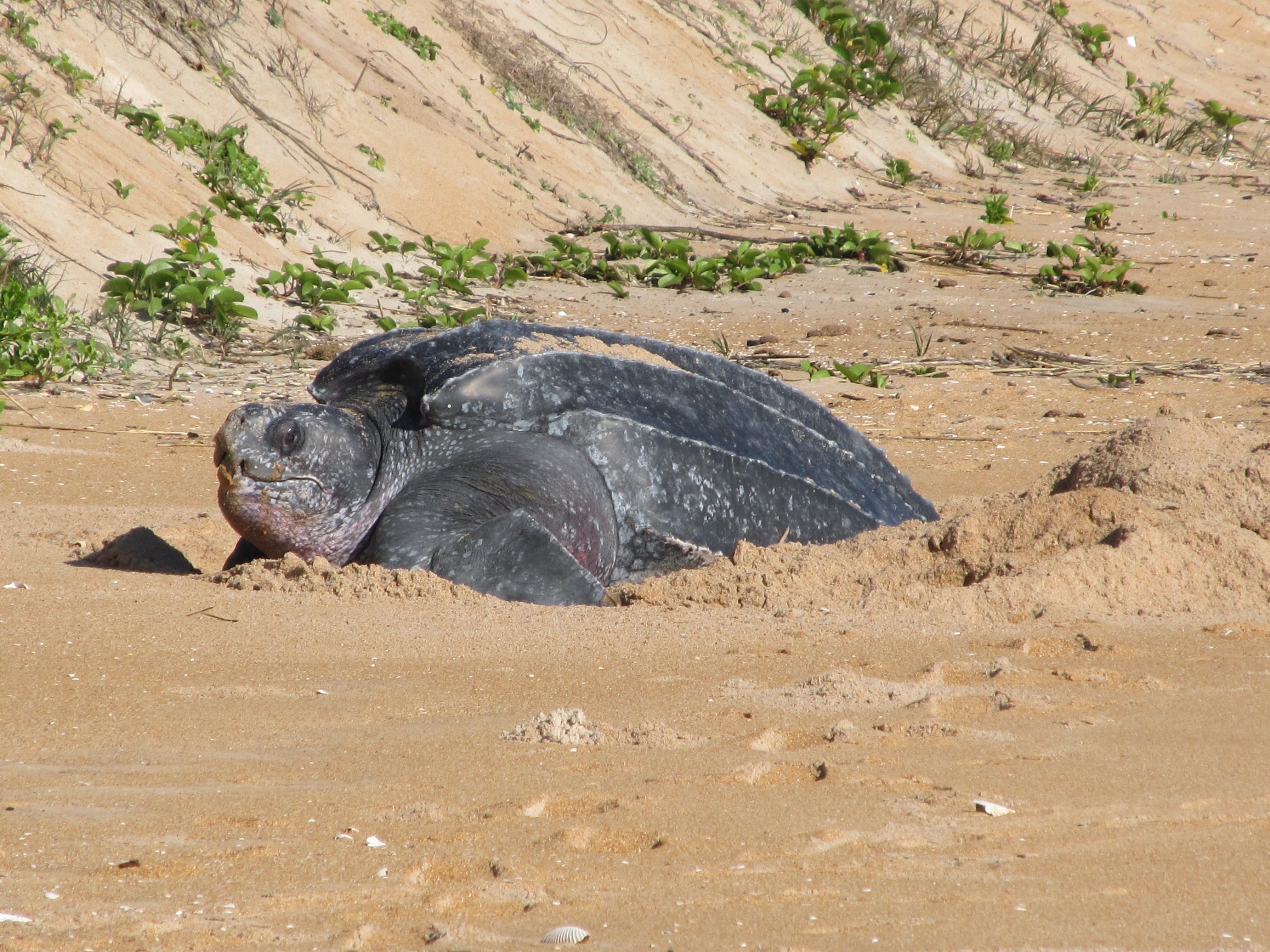 Leatherback sea turtle nesting on the beach.