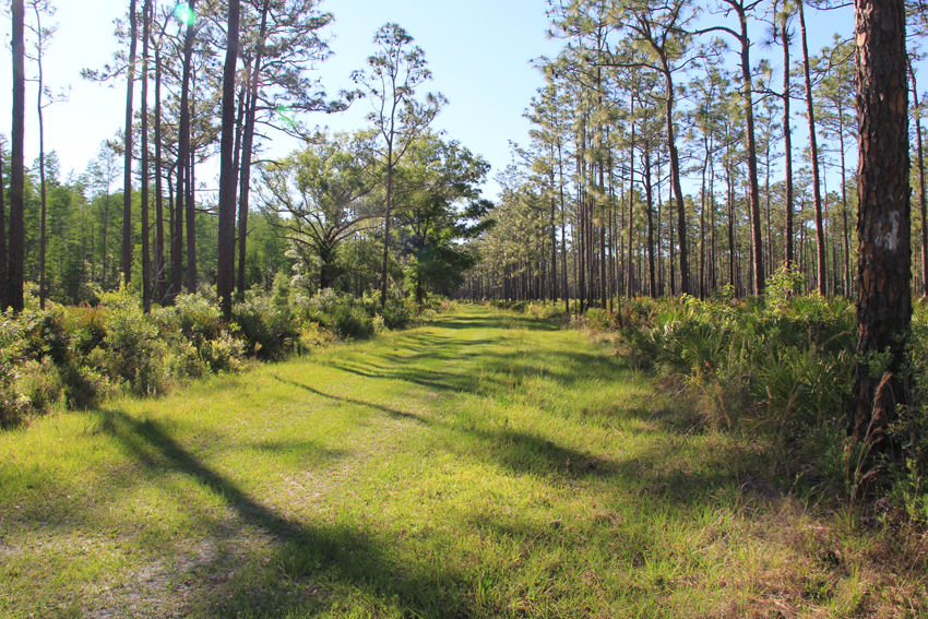 Pine flatwoods area with a trail at colt creek