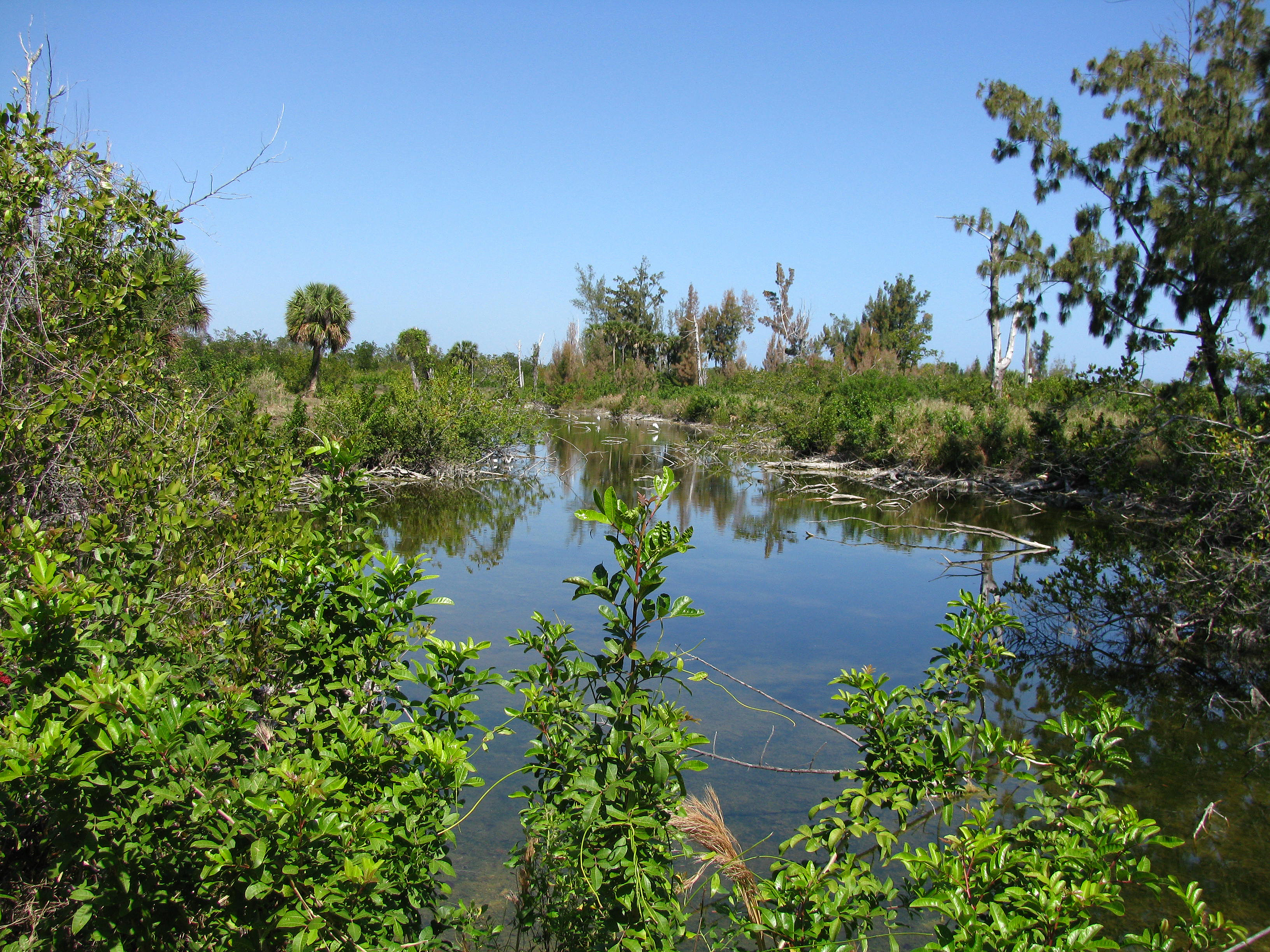 Indian River Lagoon Preserve State Park before restoration