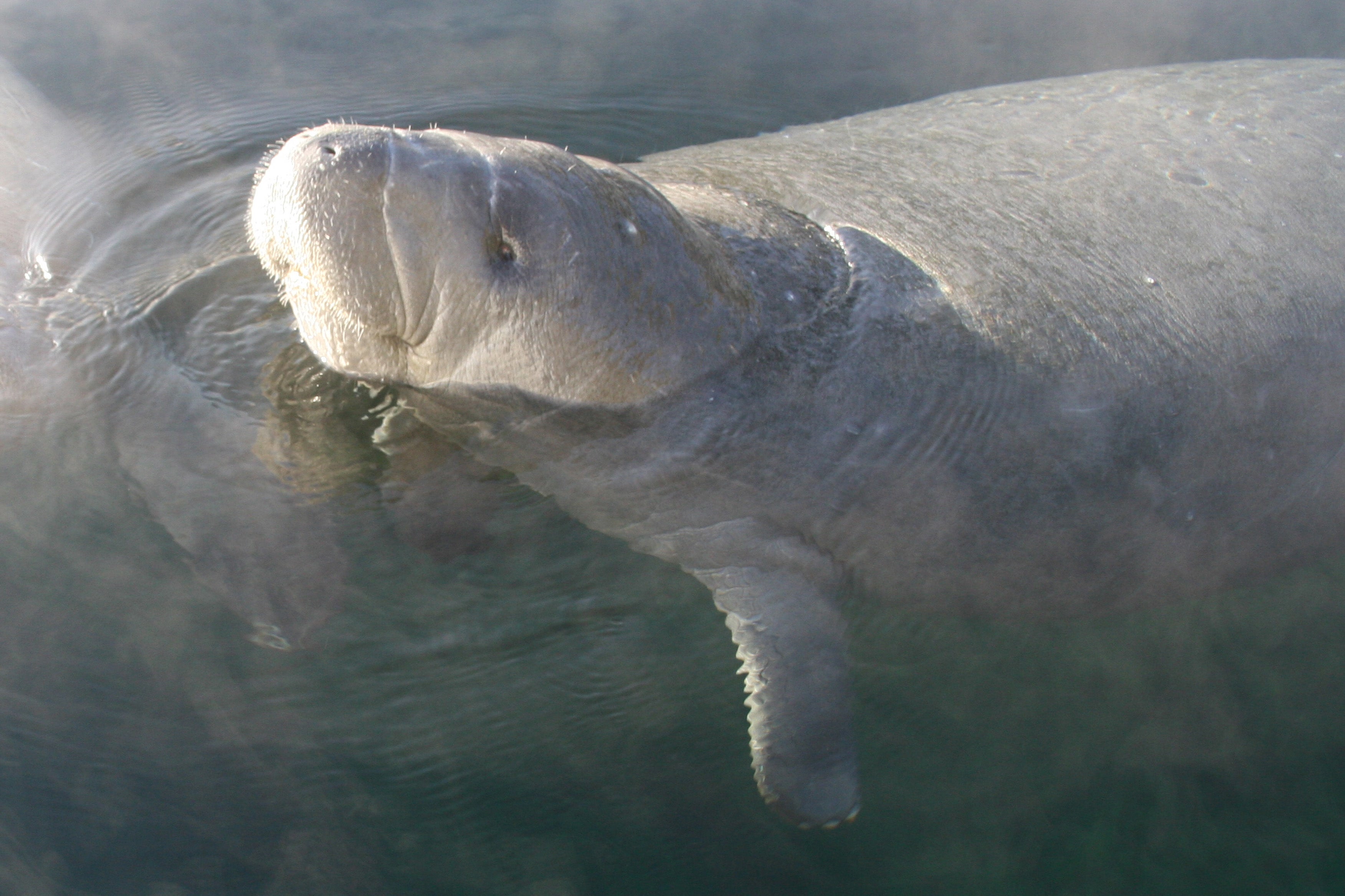 Manatee at St. Sebastian