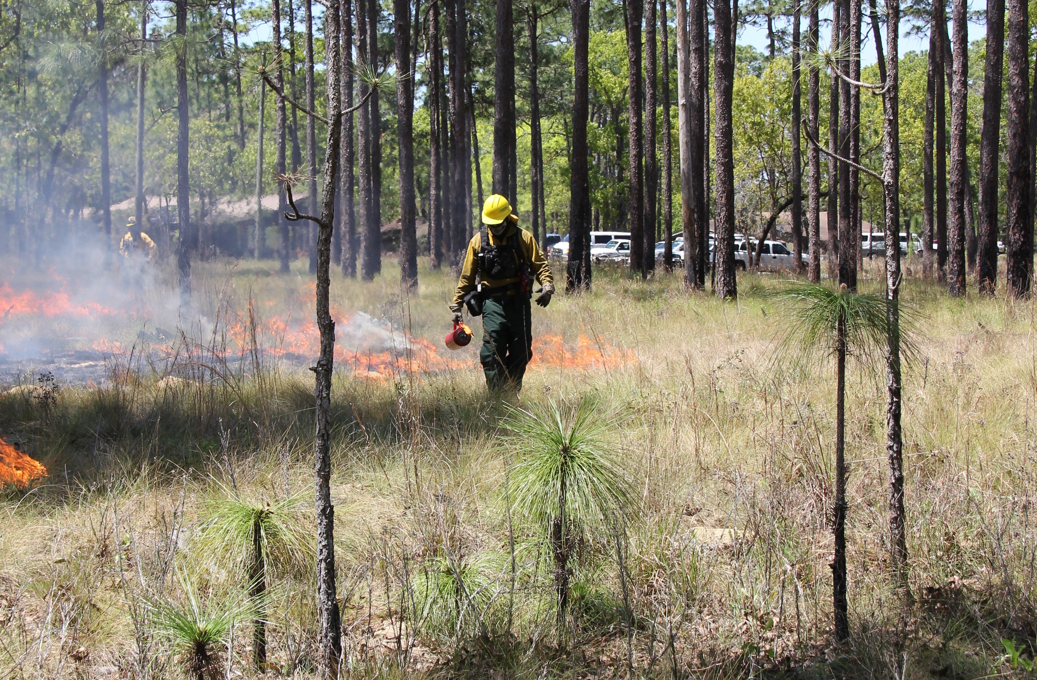 A view of a fire expert applying a controlled burn.