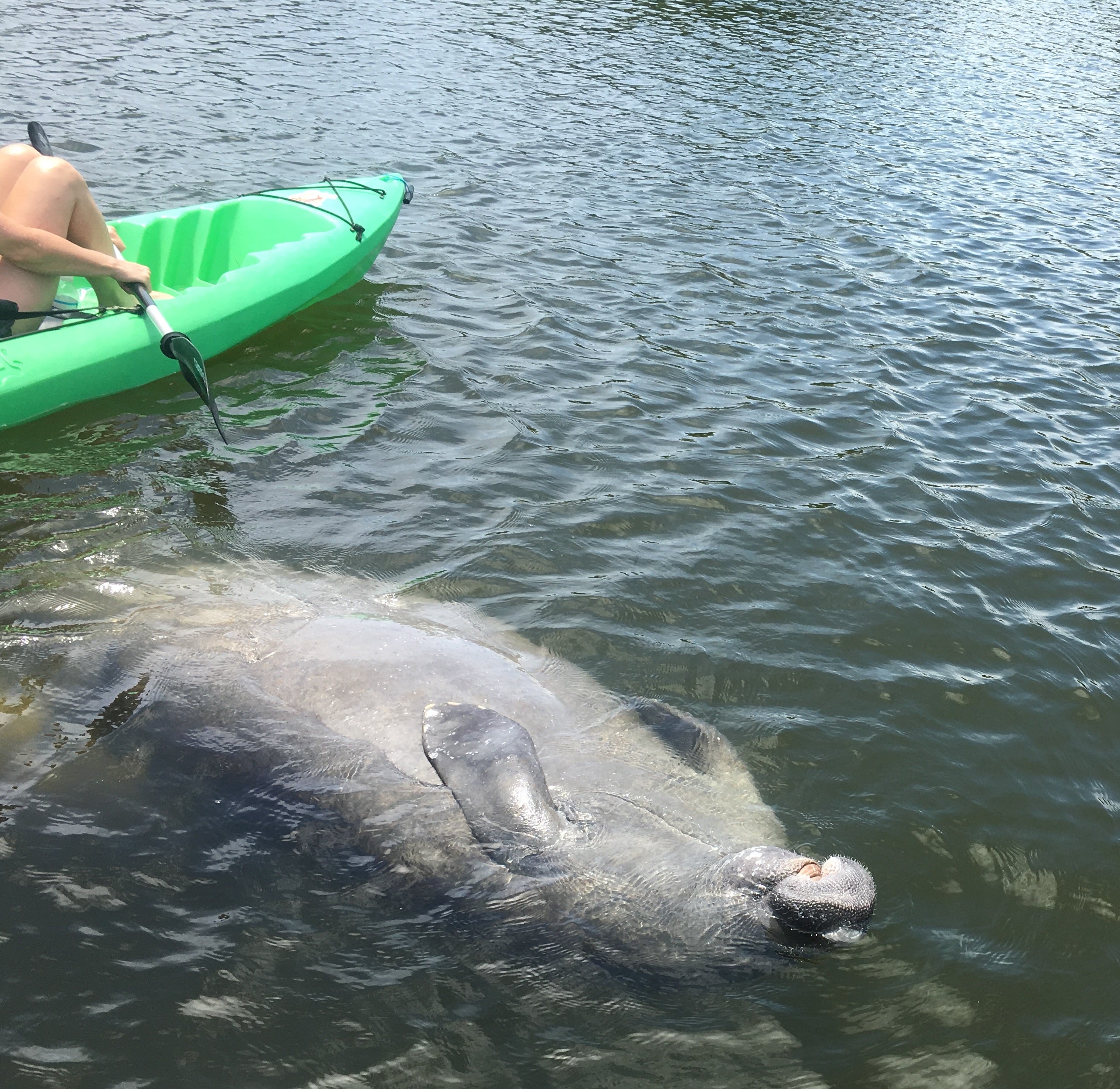 Manatee next to kayak