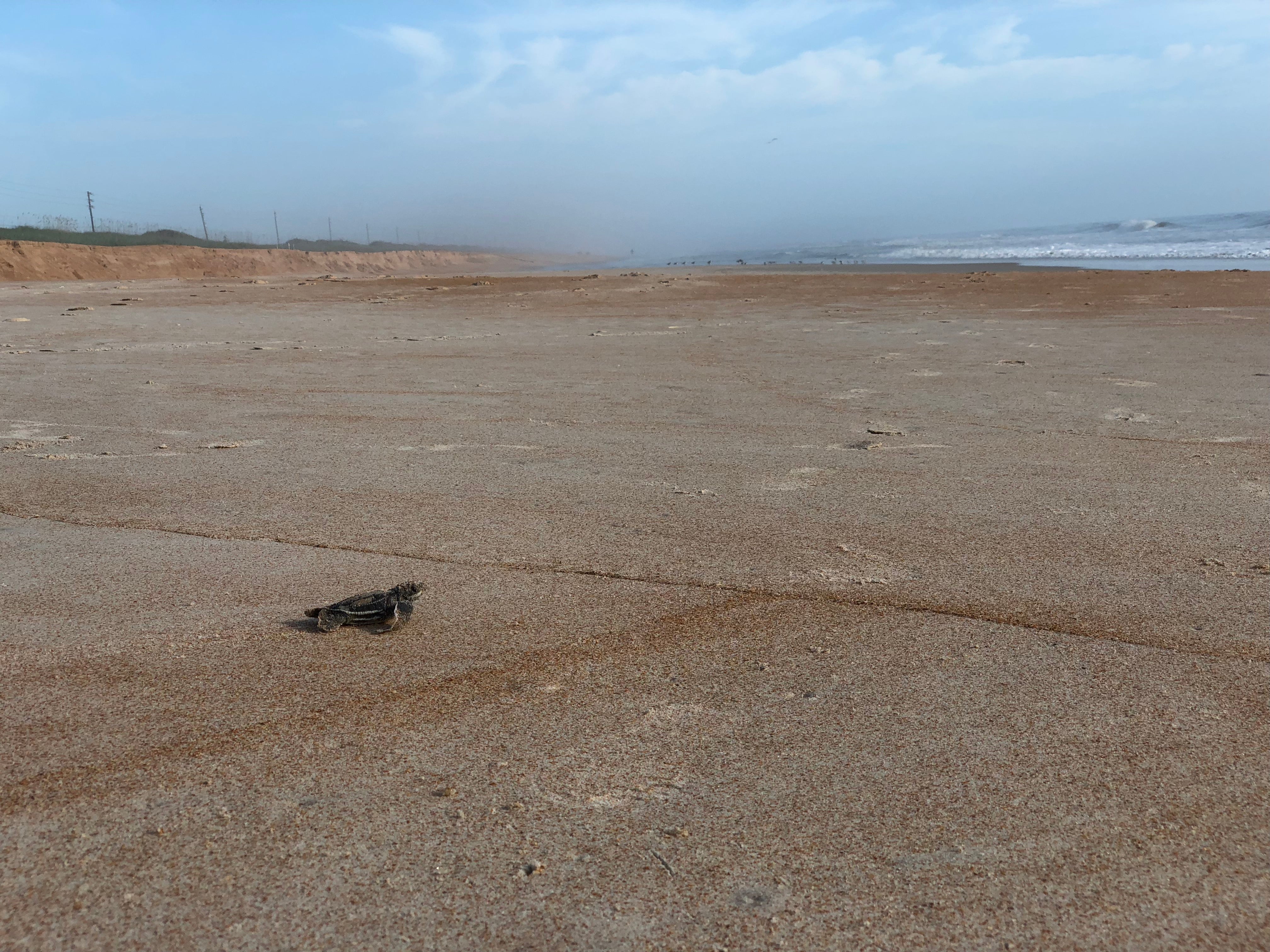 Leatherback hatchling heading towards the ocean at North Peninsula 