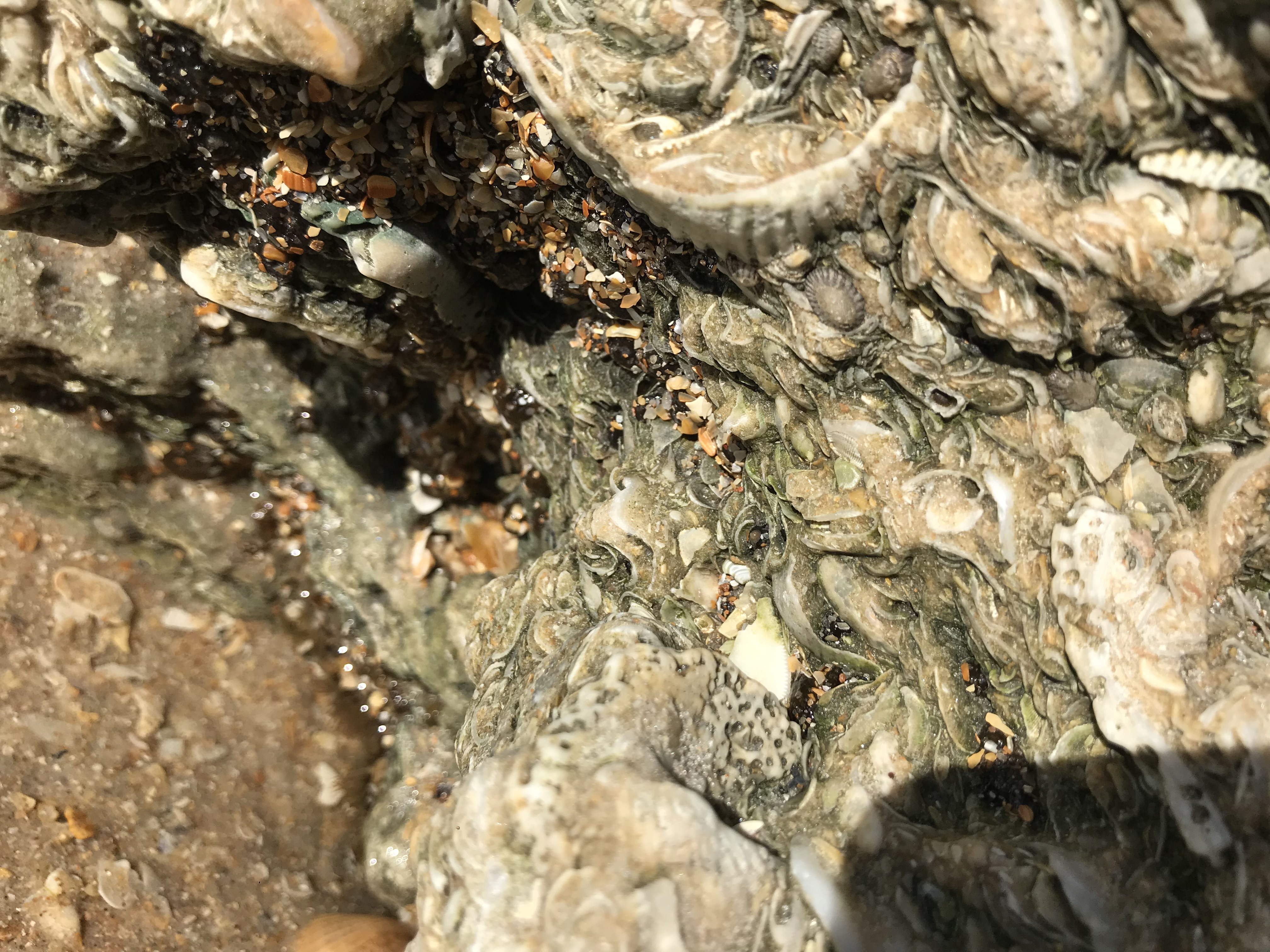 Calcified shells in Coquina Rock 