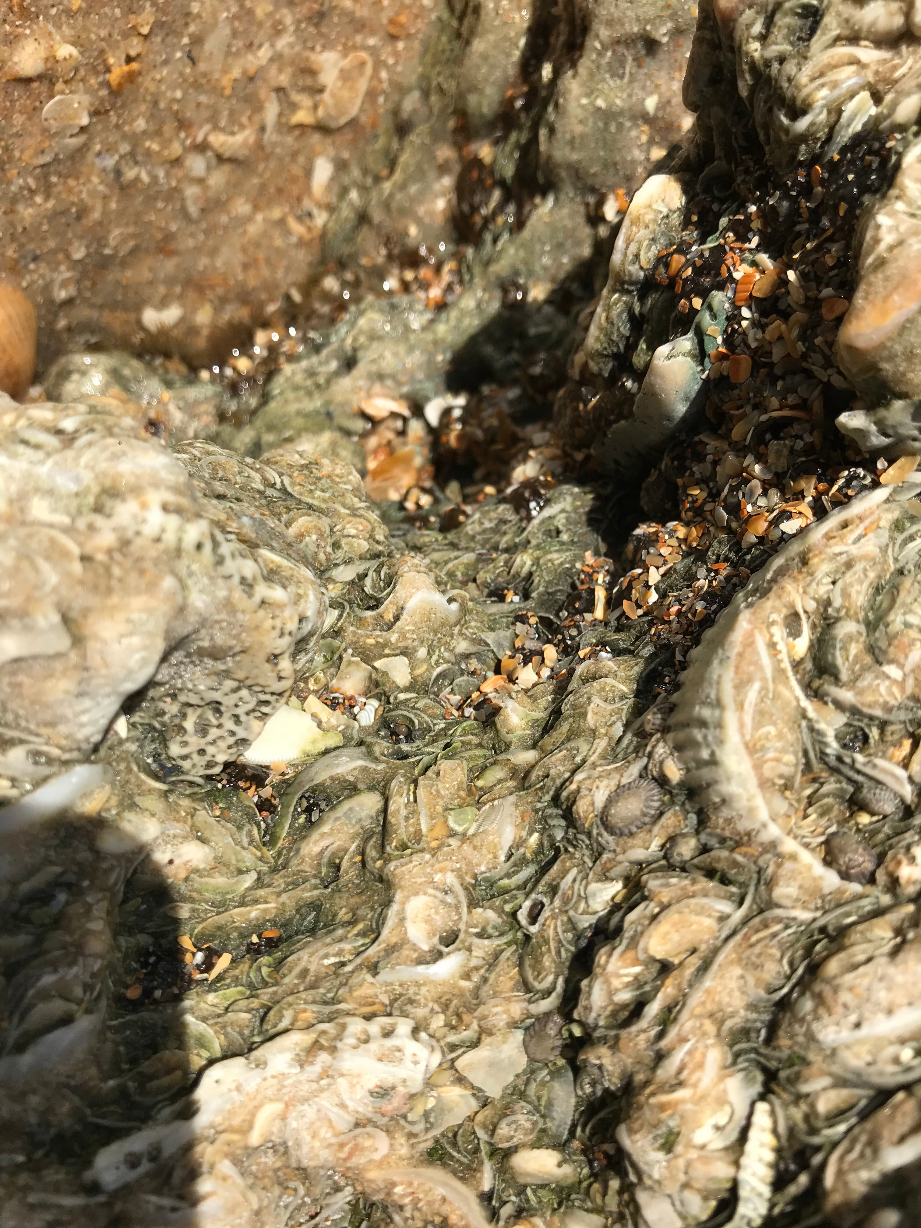 Calcified shells in Coquina Rock