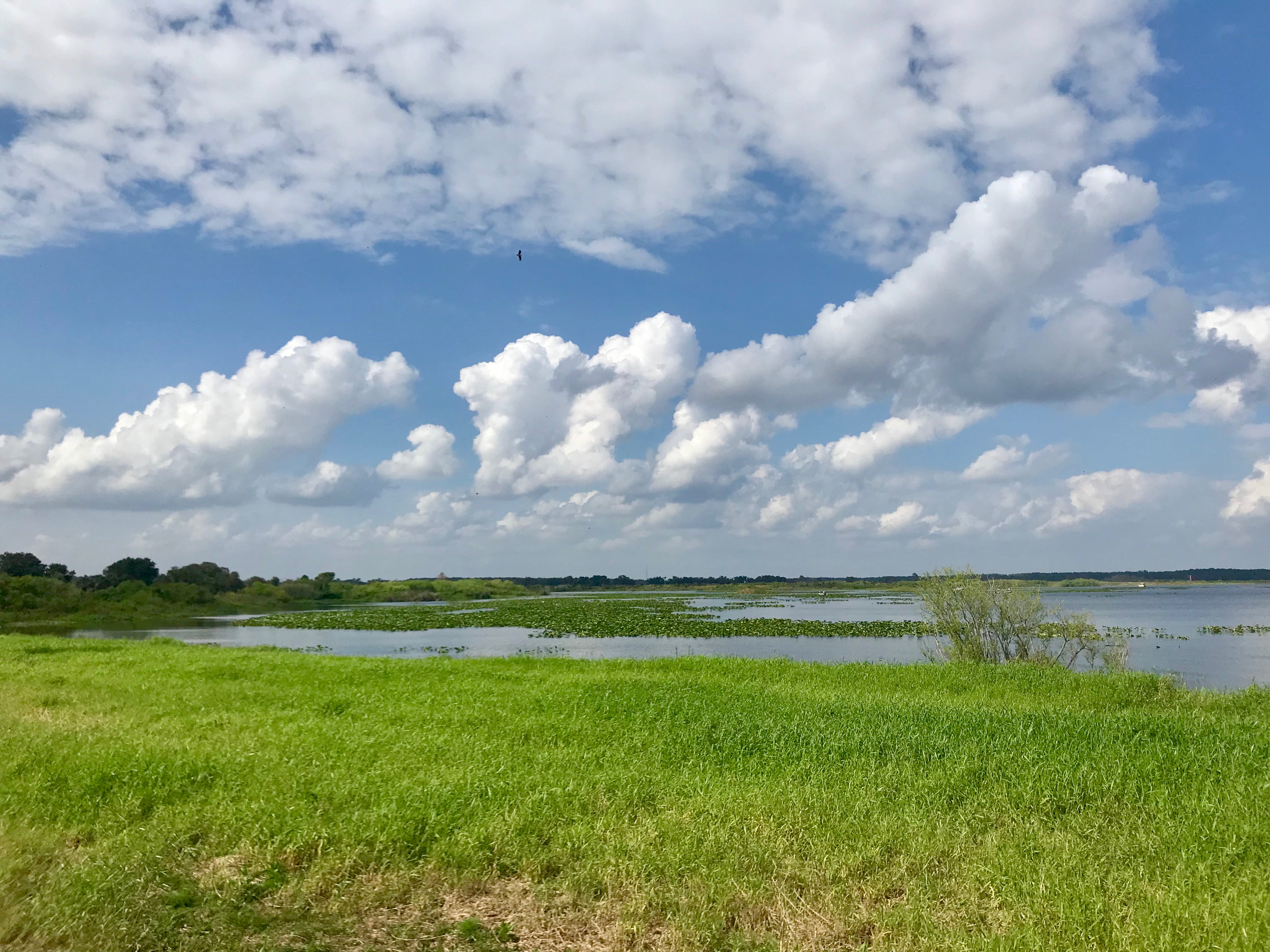 View of Lake Kissimmee from the shore