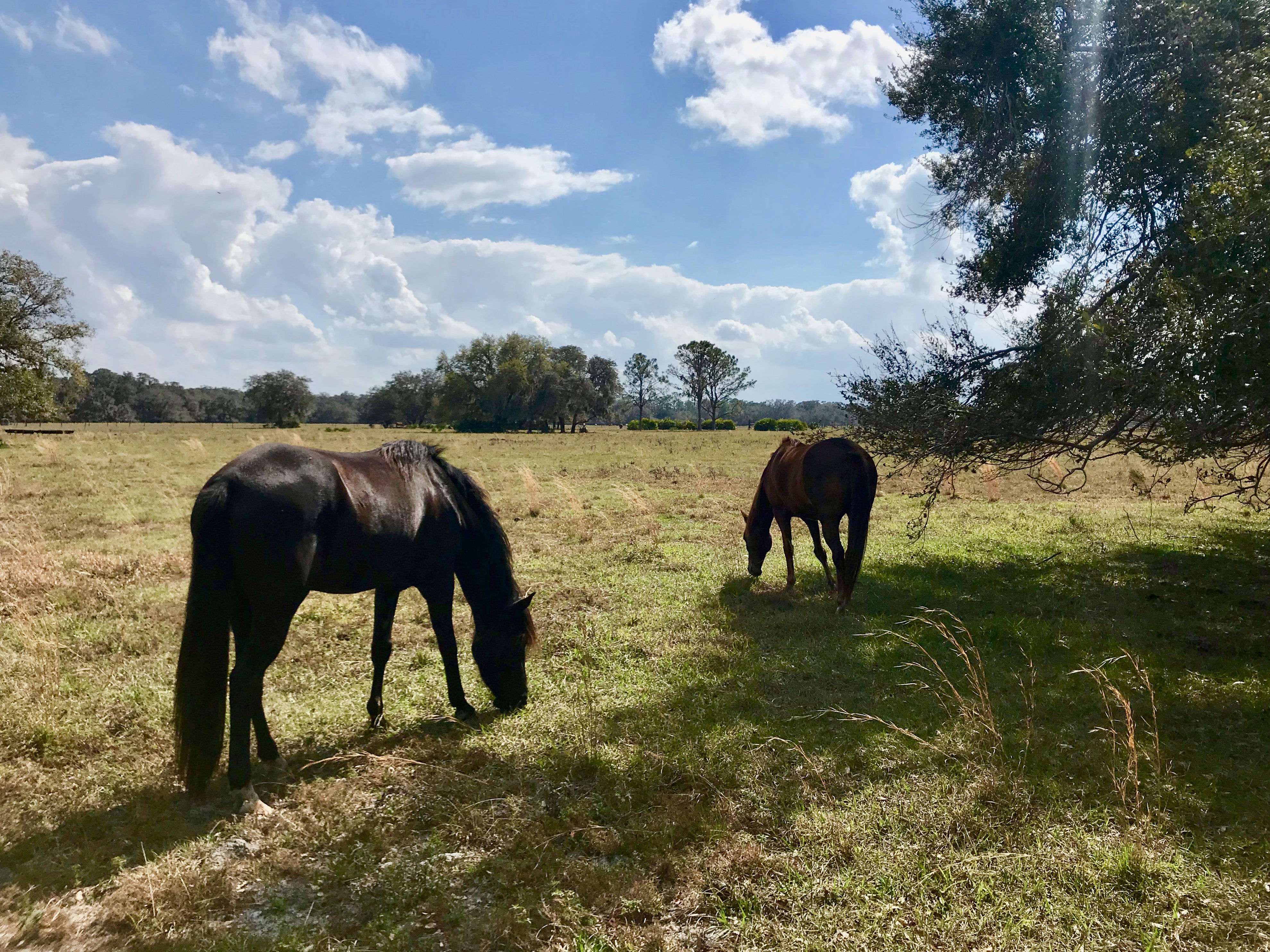 Two Cracker horses eating grazing