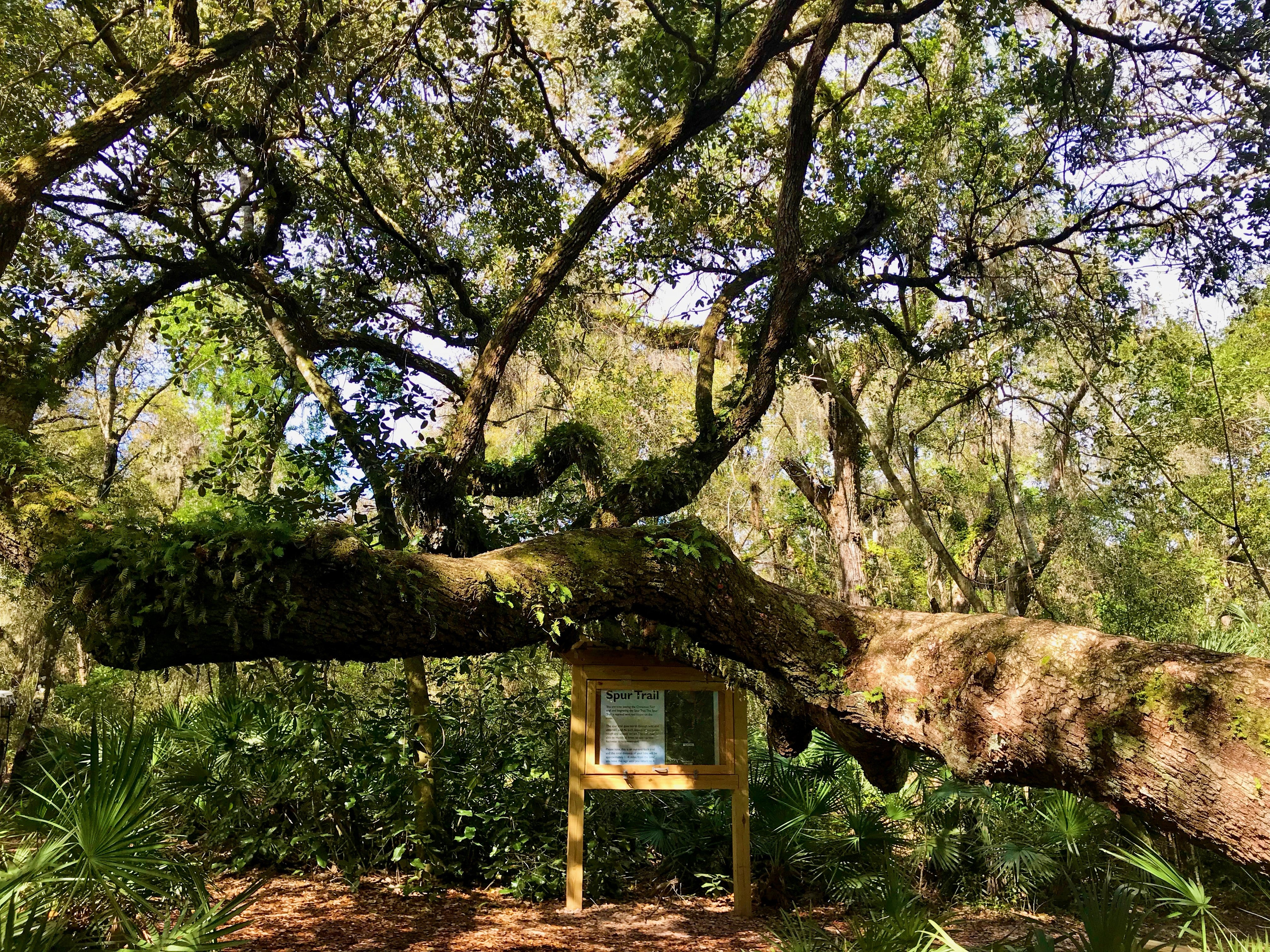 Spur Trail Leaned Live Oak