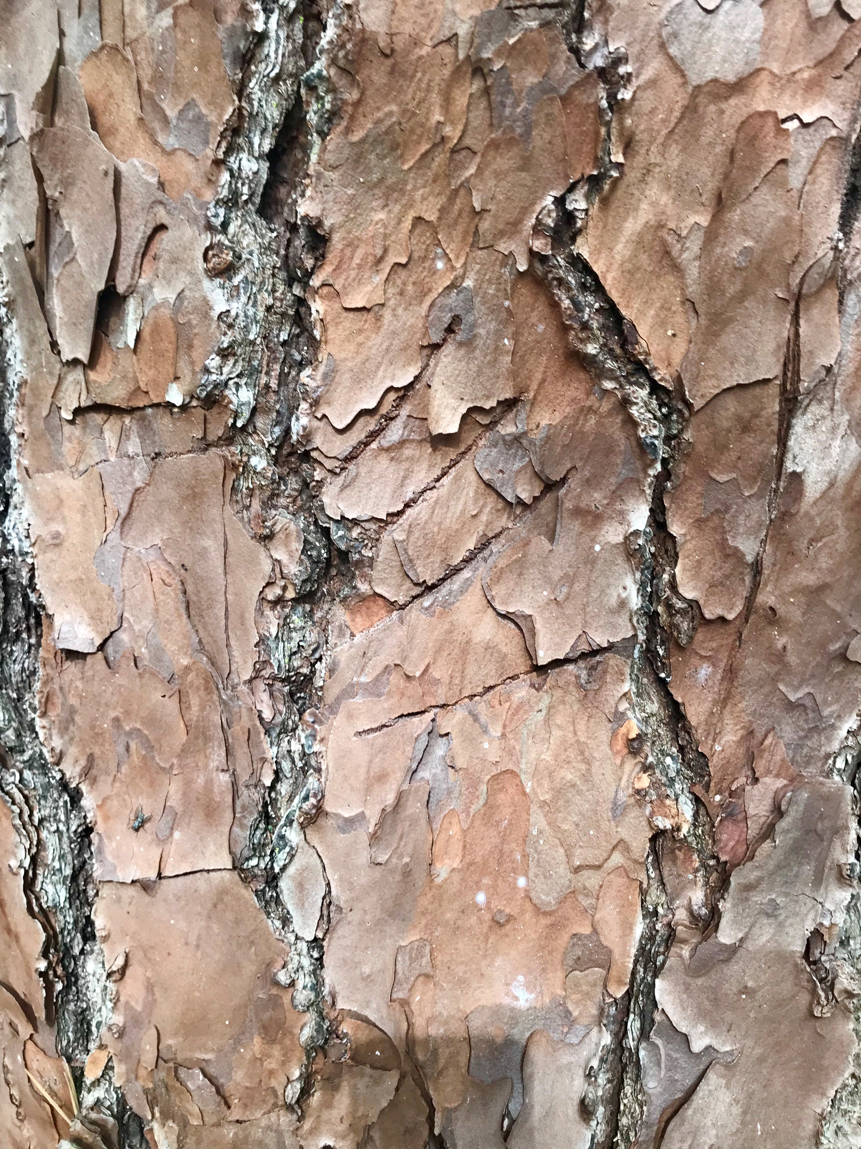 Bear scratch on slash pine at Lake Griffin