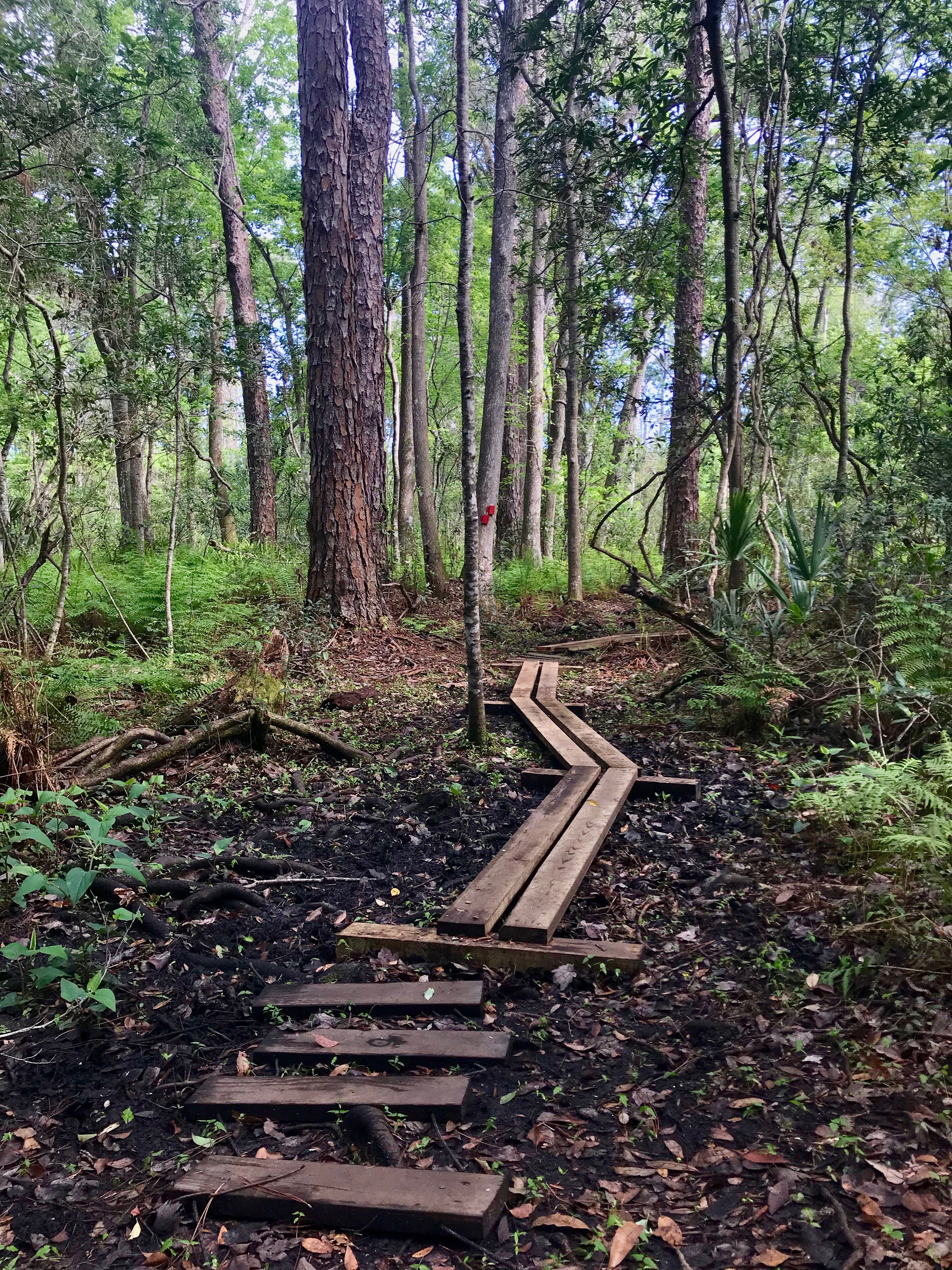 Wooden plank hiking trail through the swamp at Lake Griffin