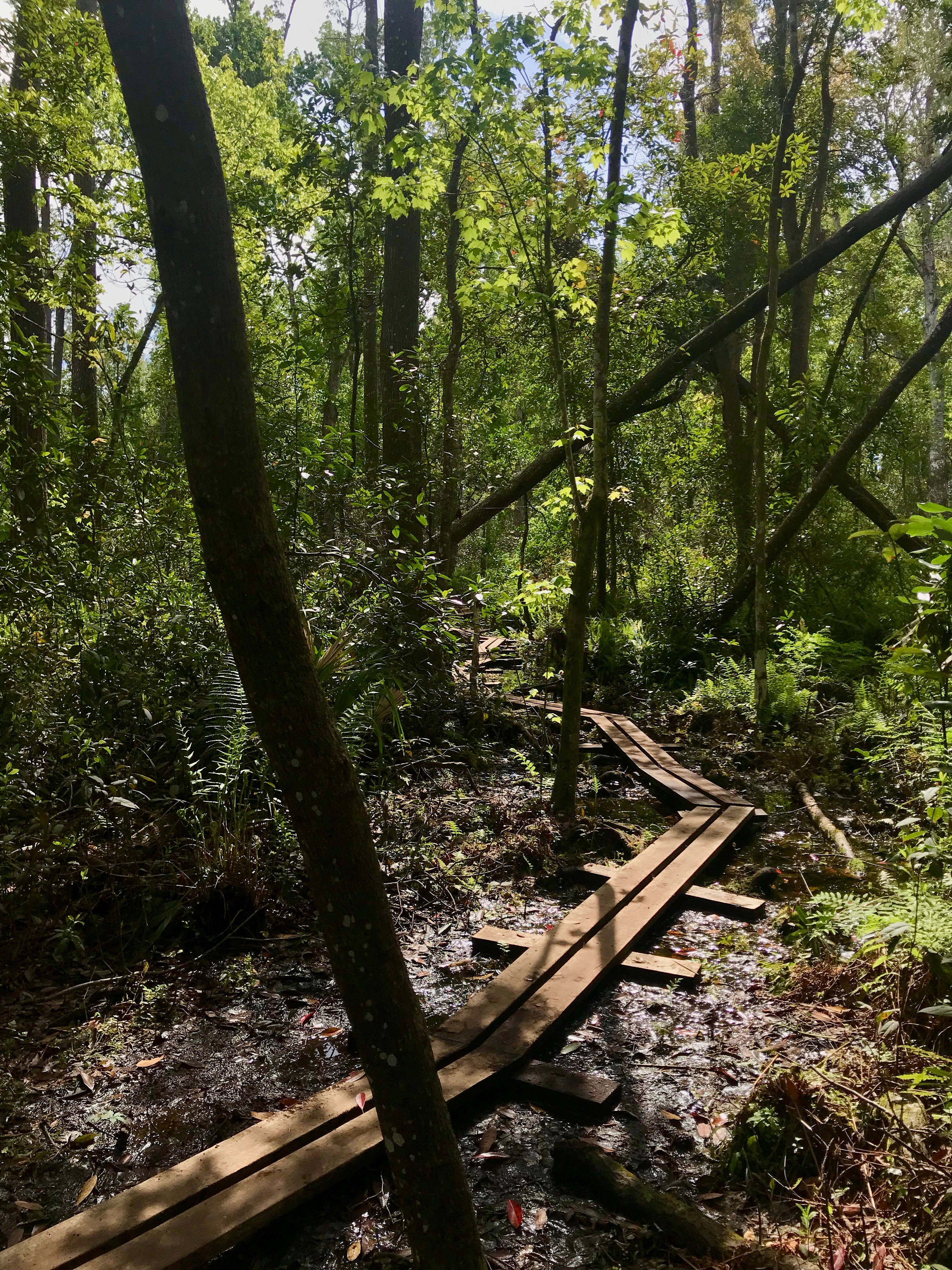 Wooden plank hiking trail through the swamp at Lake Griffin