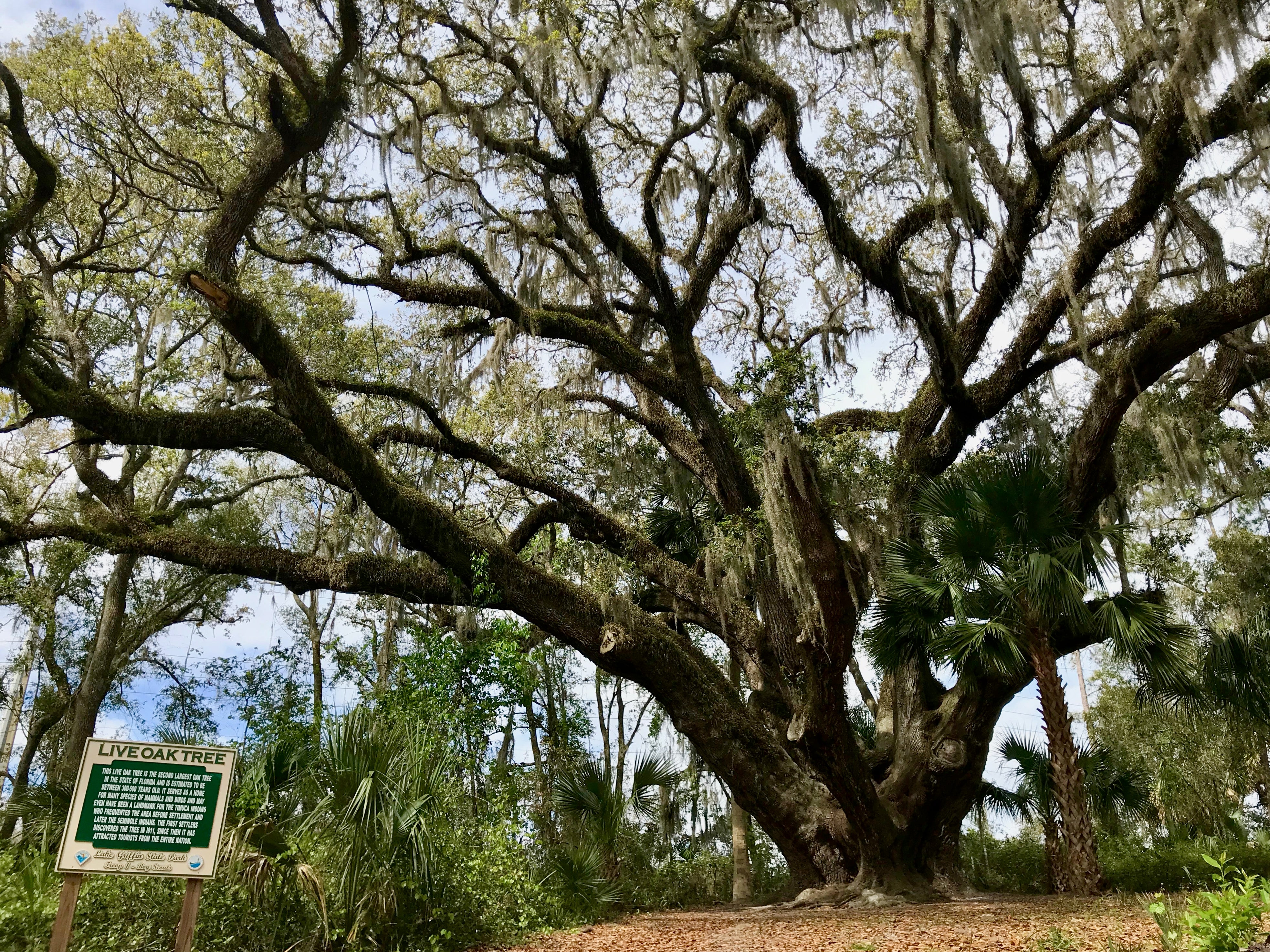 Mammoth Live Oak Lake Griffin