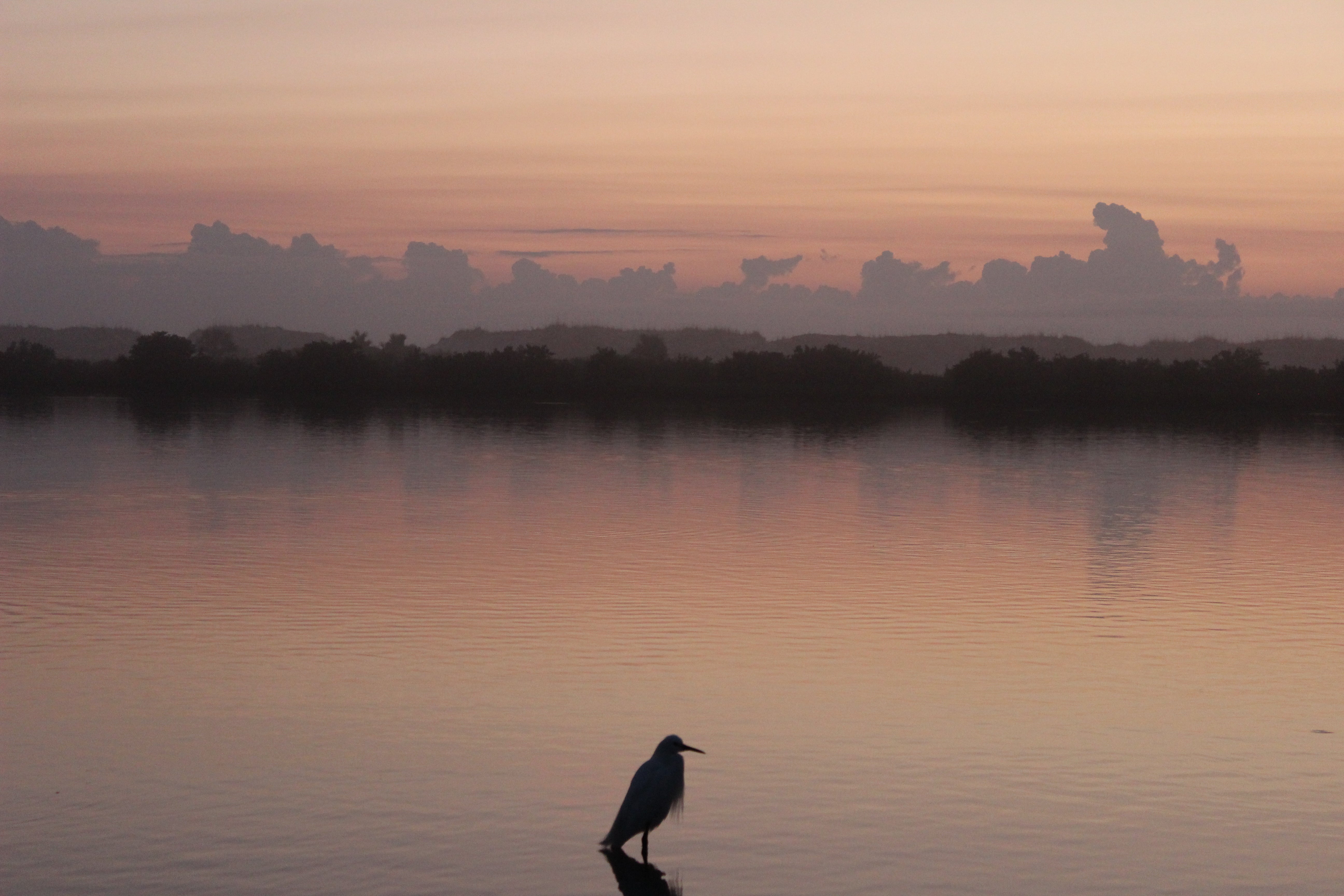 Snowy Egret in the marsh area at Anastasia 