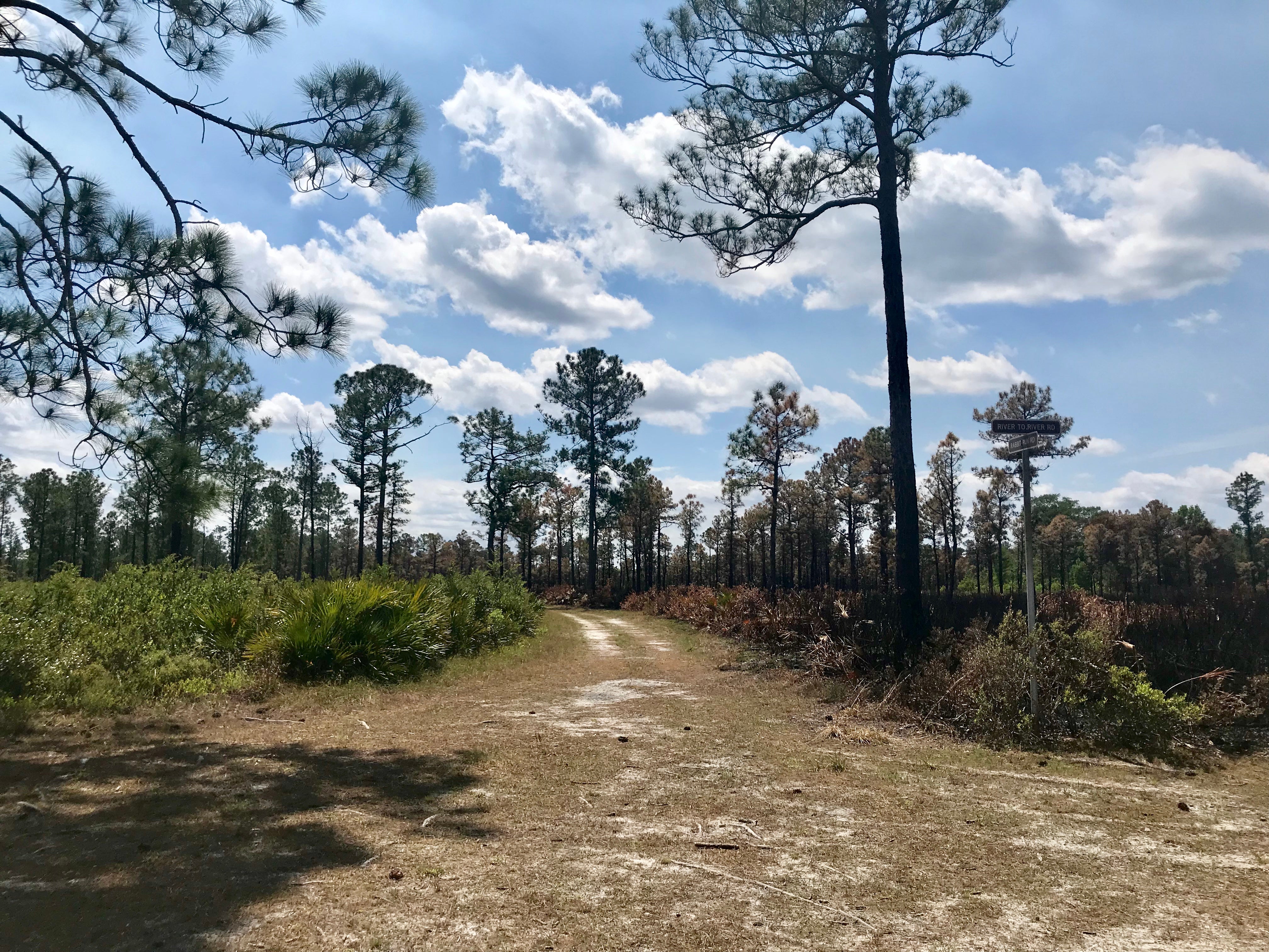 Hontoon Island mesic flatwoods post burn