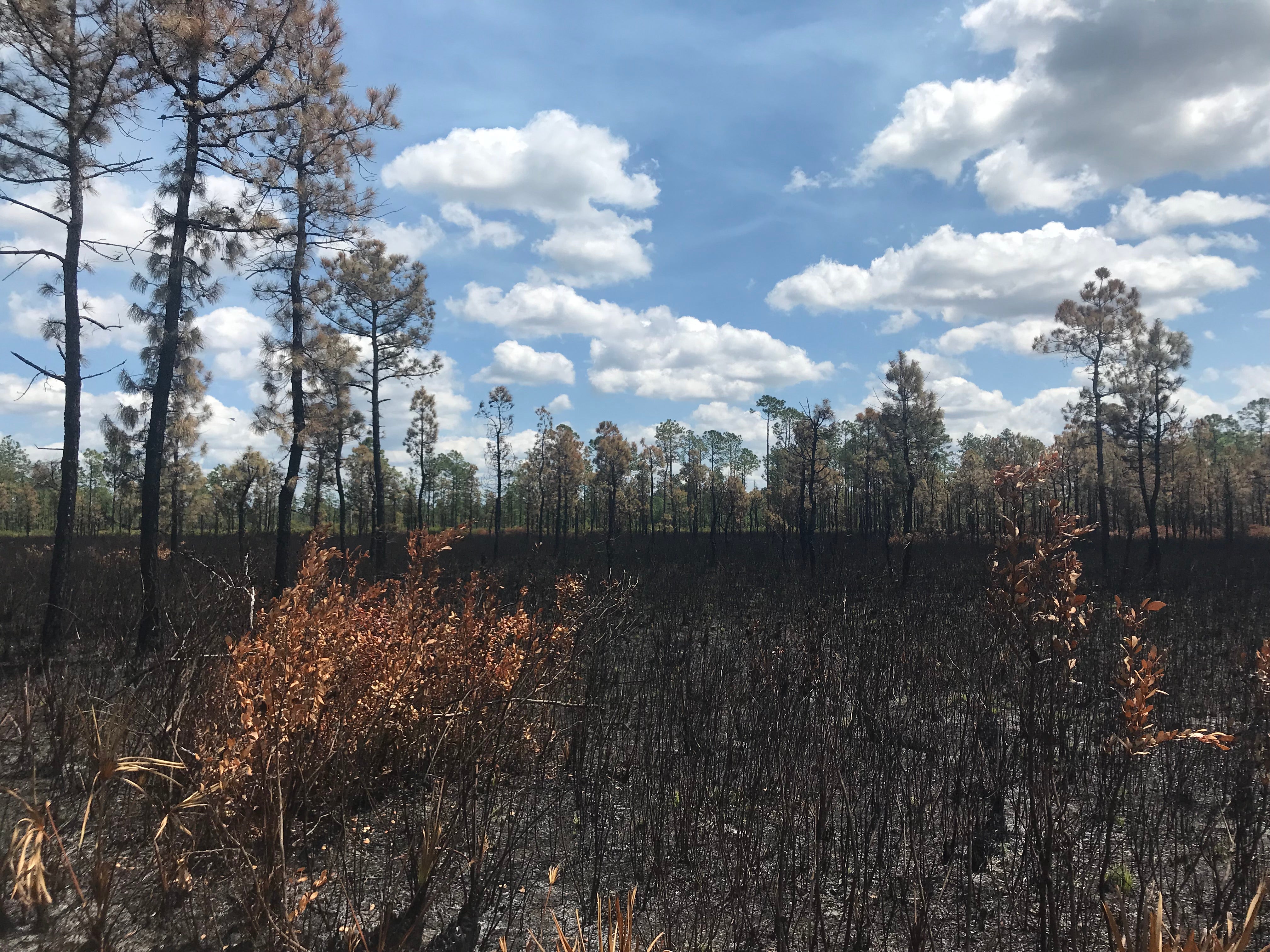 Prescribed Fire at Hontoon Island 