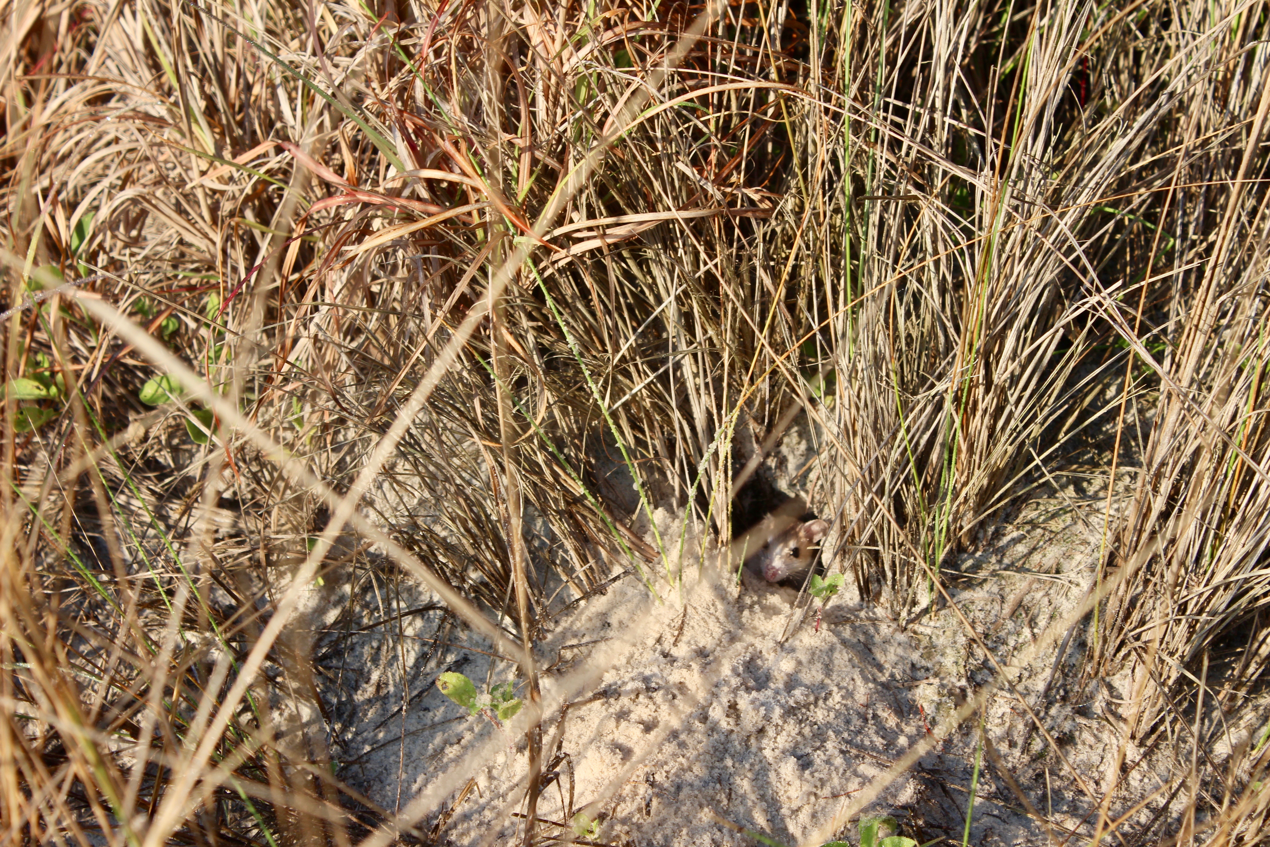 Endangered Anastasia Beach Mouse in burrow