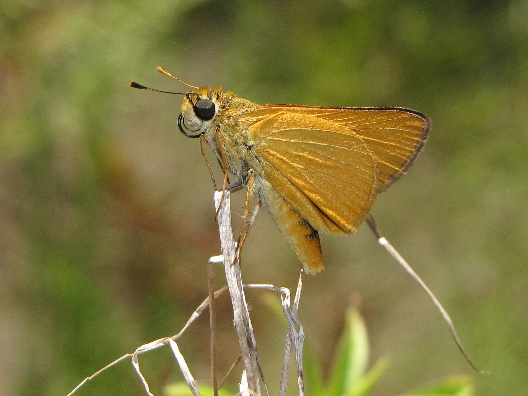 Delaware skipper (Anatrytone logan) at Ichetucknee Springs State Park.