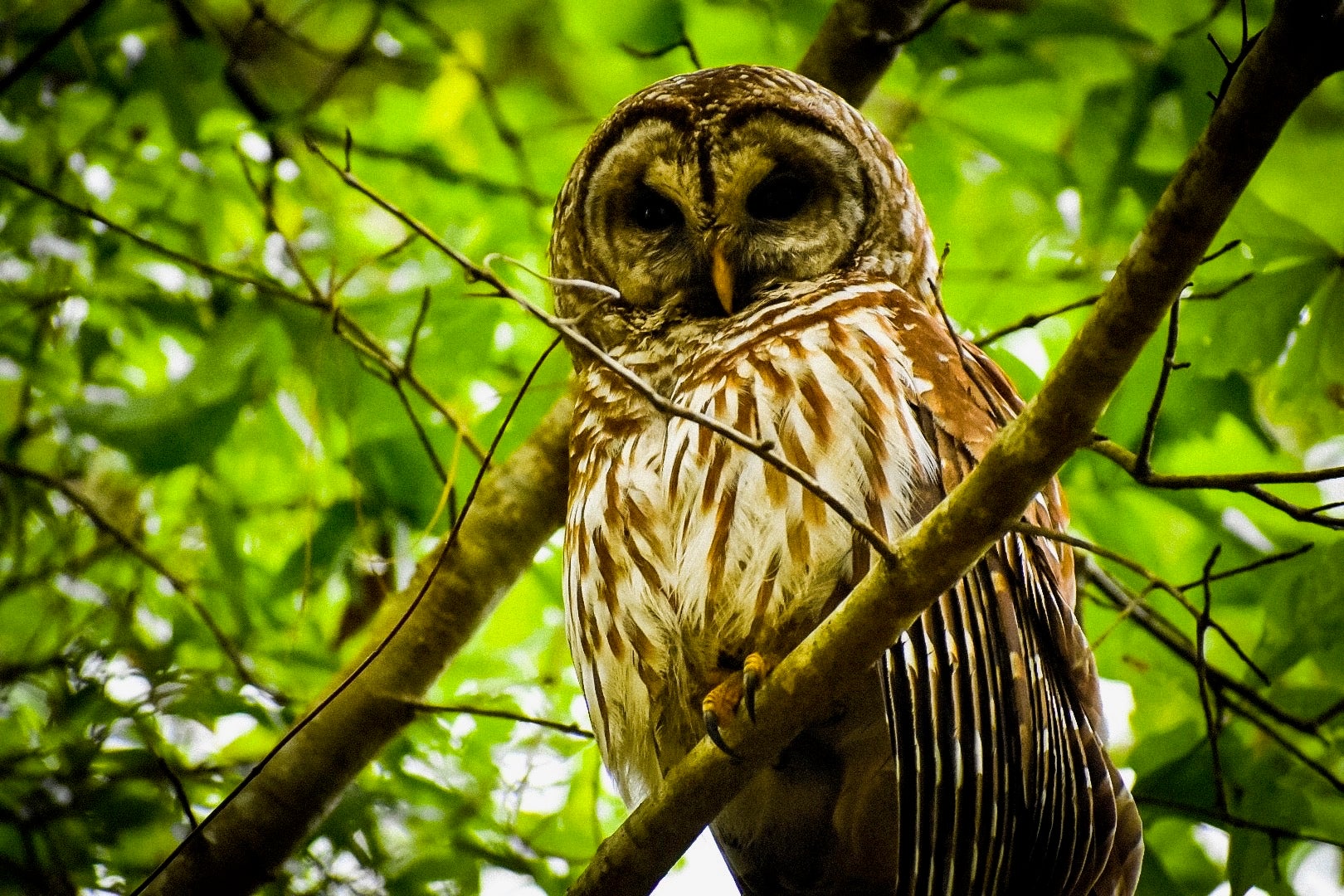 Barred Owl at Maclay Gardens