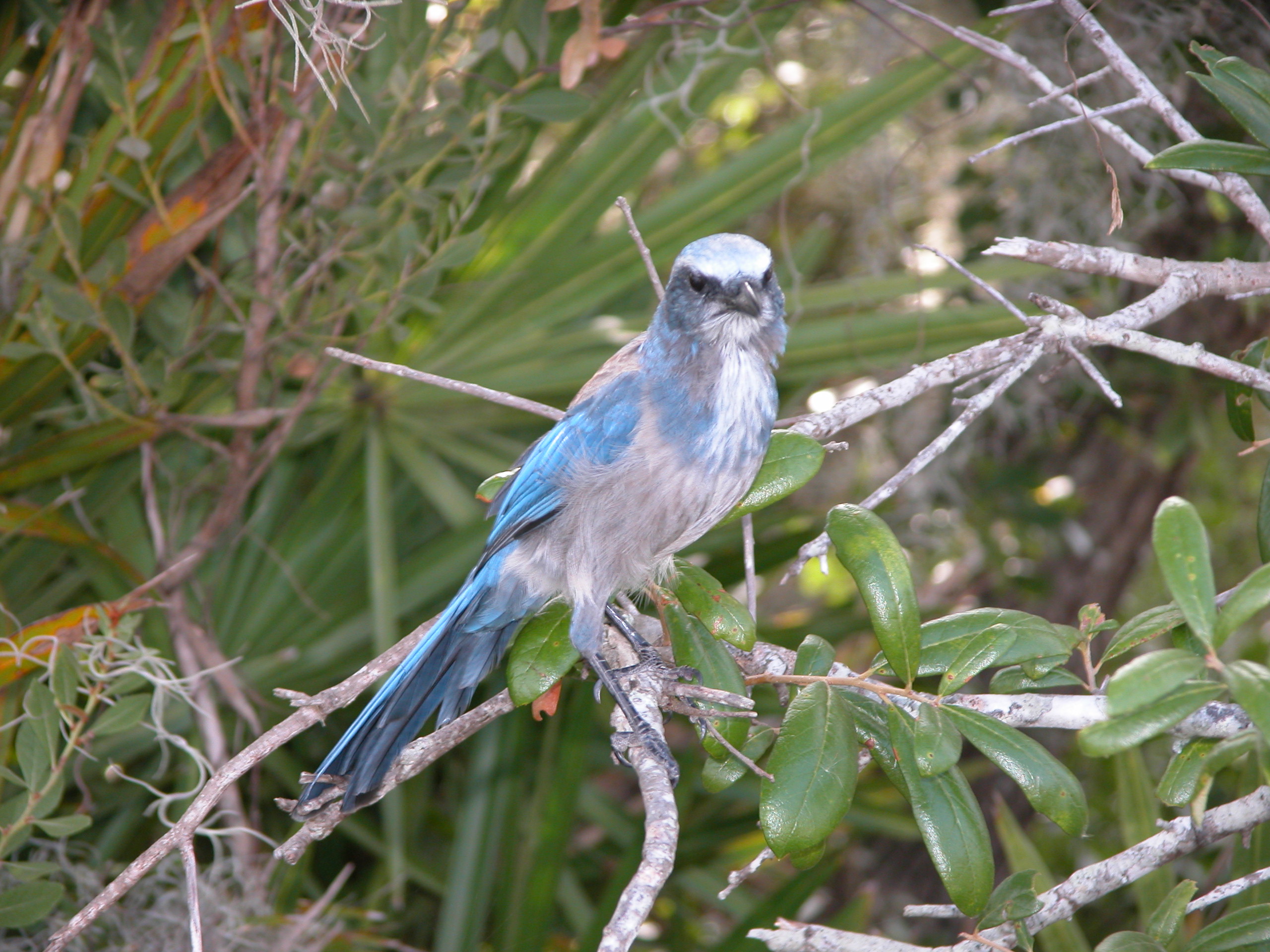 Scrub Jay perched on a branch at Catfish Creek