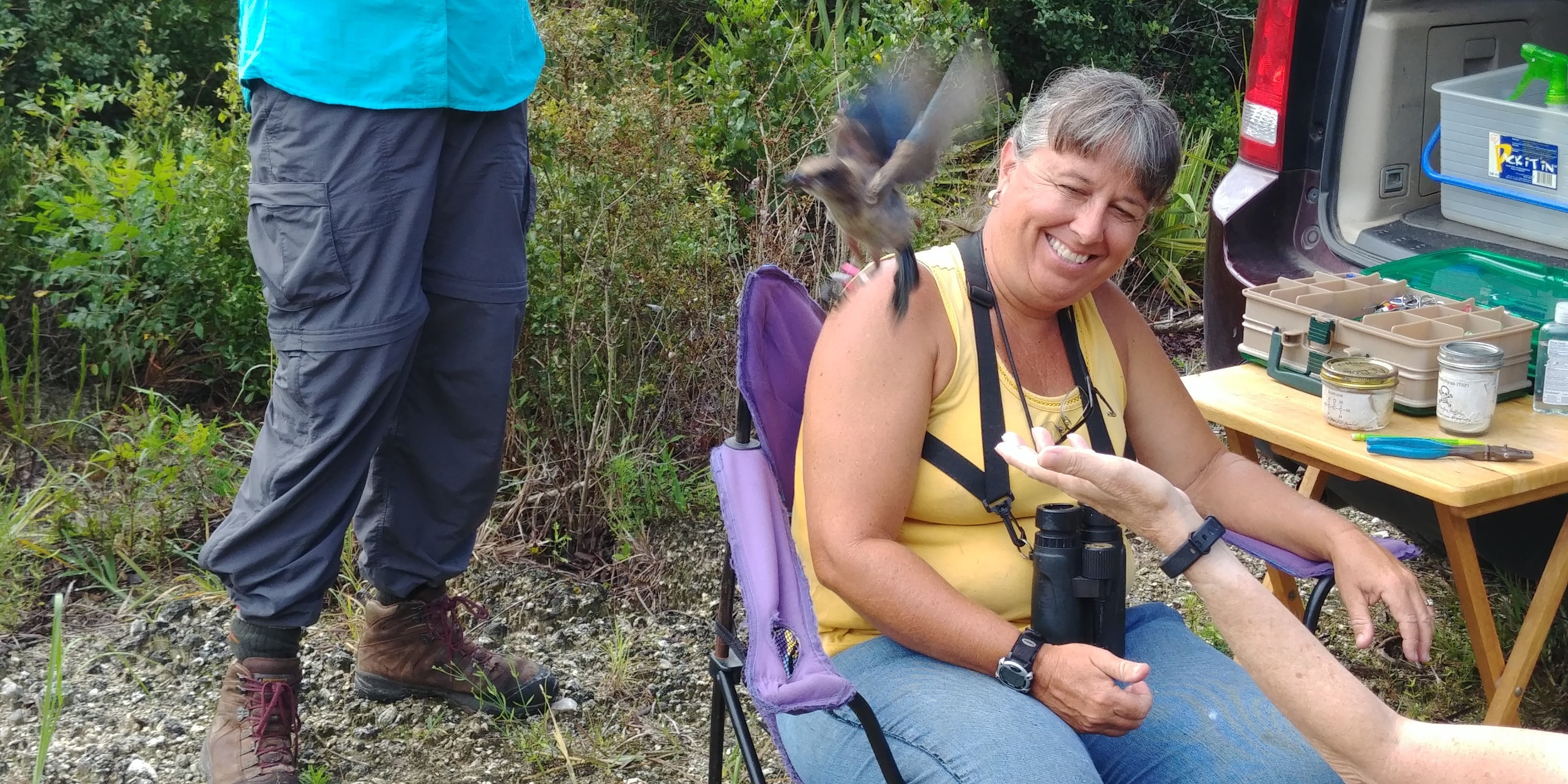 A Florida scrub-jay is released after being banded by Monica Folk.