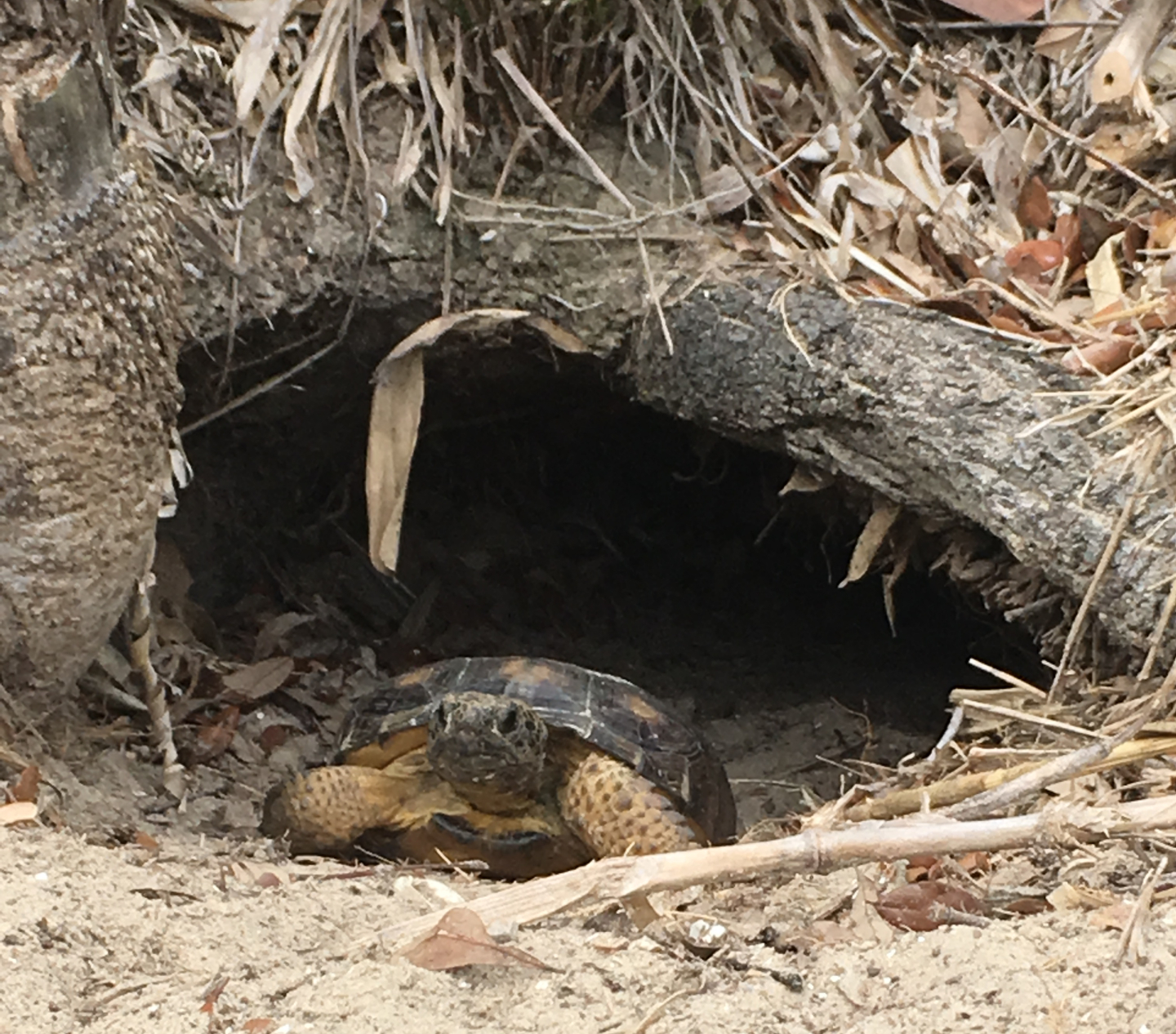 A gopher tortoise sits outside of a burrow.