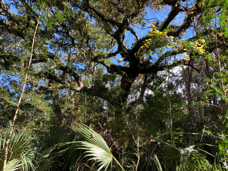 Willow Pond Nature Trail, Fort Clinch State Park