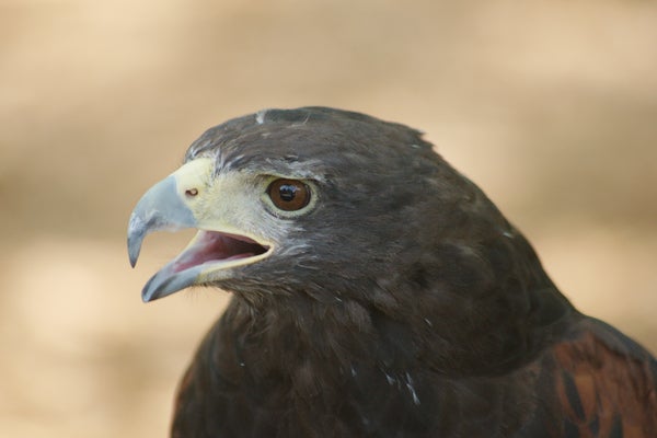 Bird at Lake Talquin