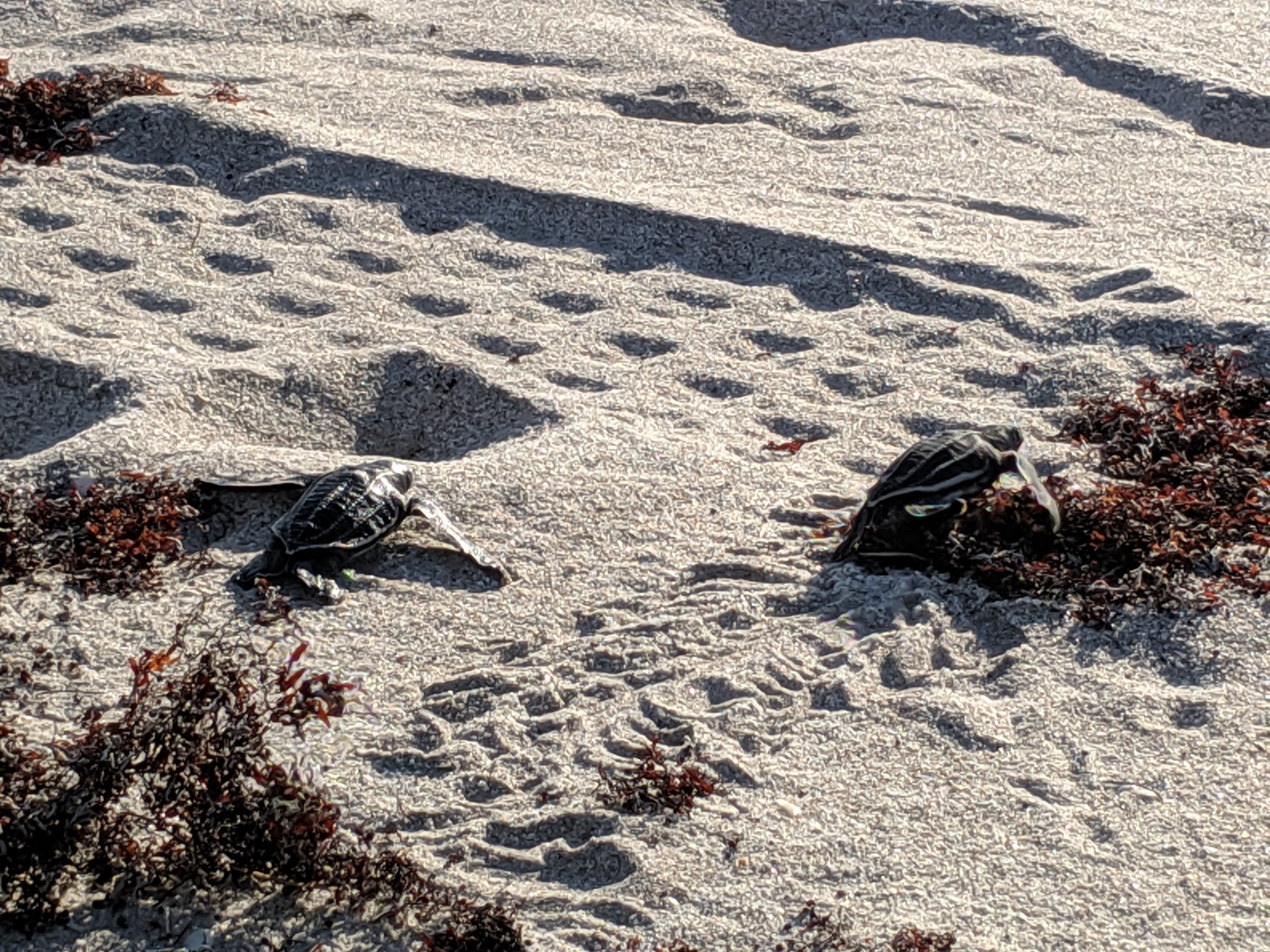 Leatherback hatchlings heading for the ocean.