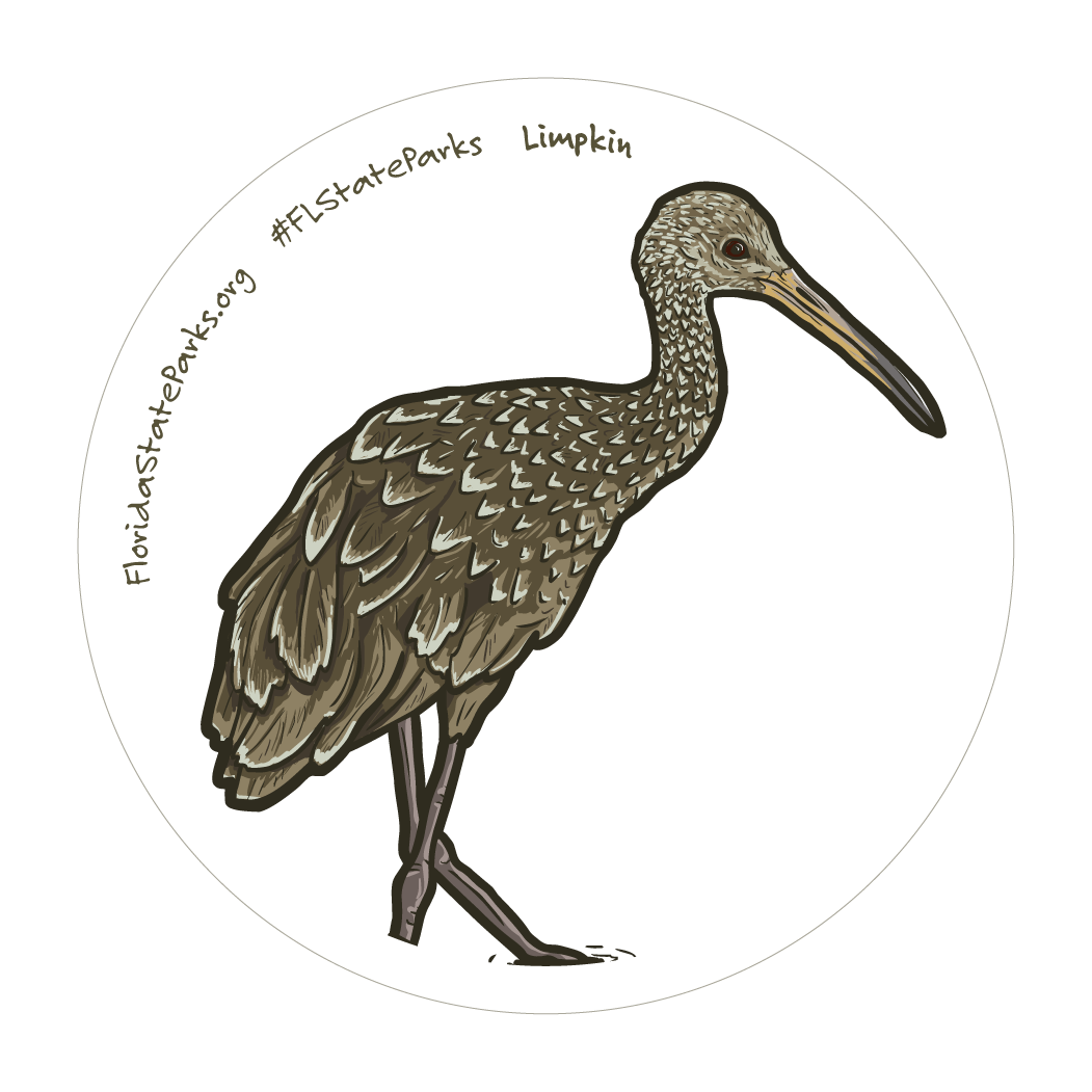 Limpkin