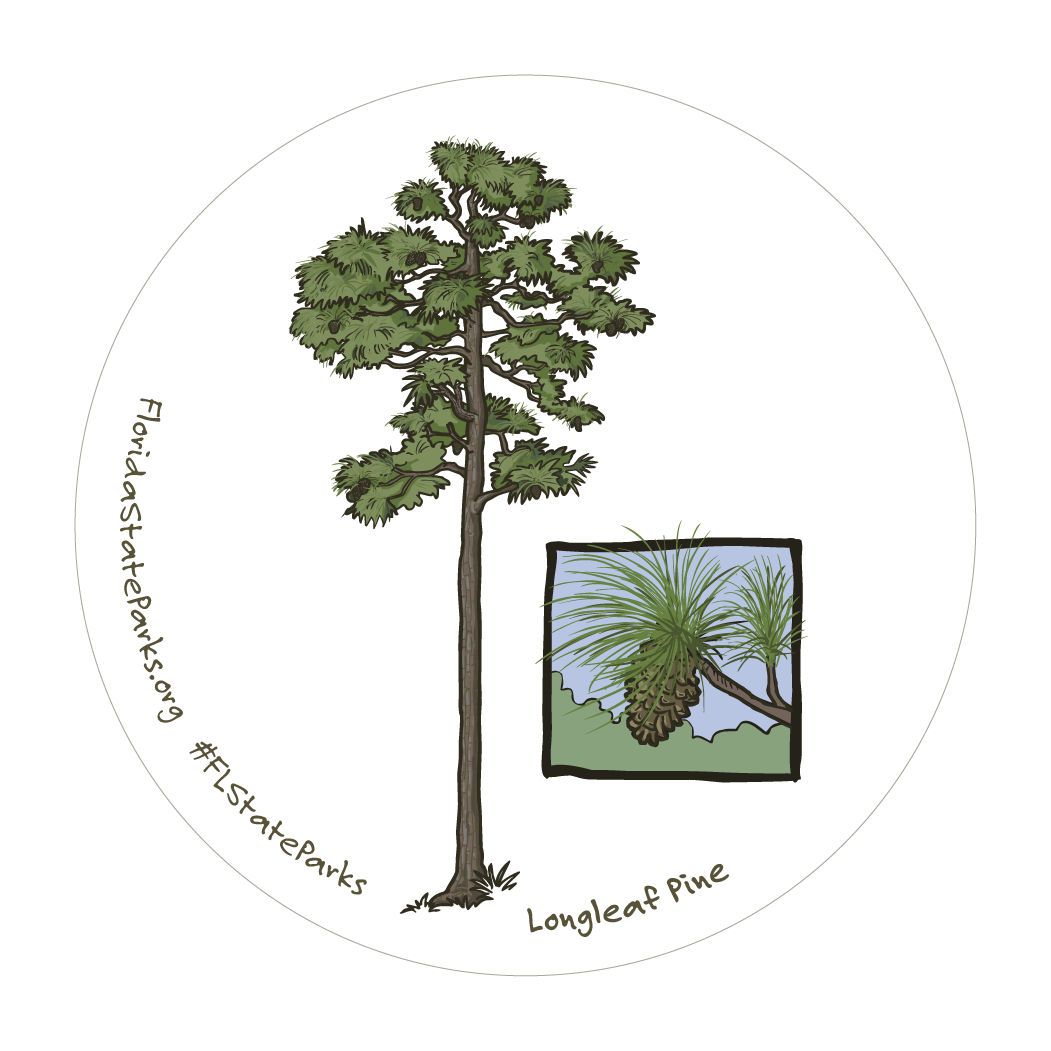 Longleaf Pine