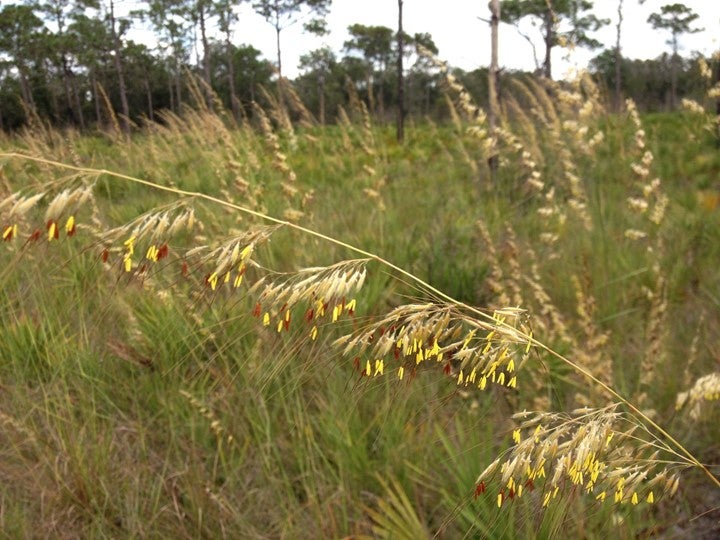 Tall lopsided Indiangrass with red and yellow blooms grow in this mesic flatwoods at Lake Manatee State Park.