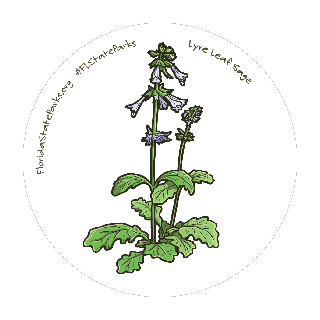 Lyre-Leaf Sage