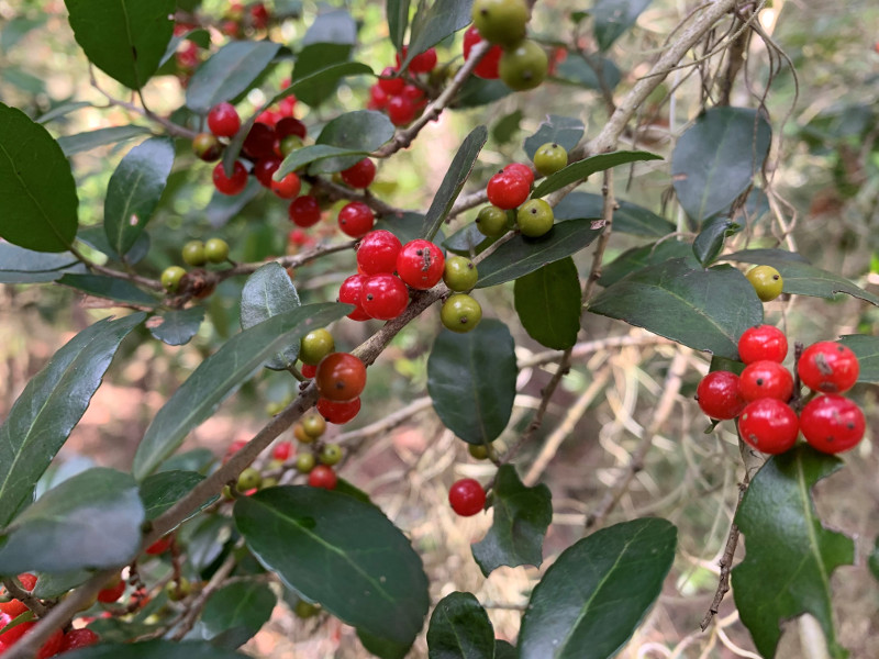 Bright red berries stand out against dark green leaves on a branch of holly.