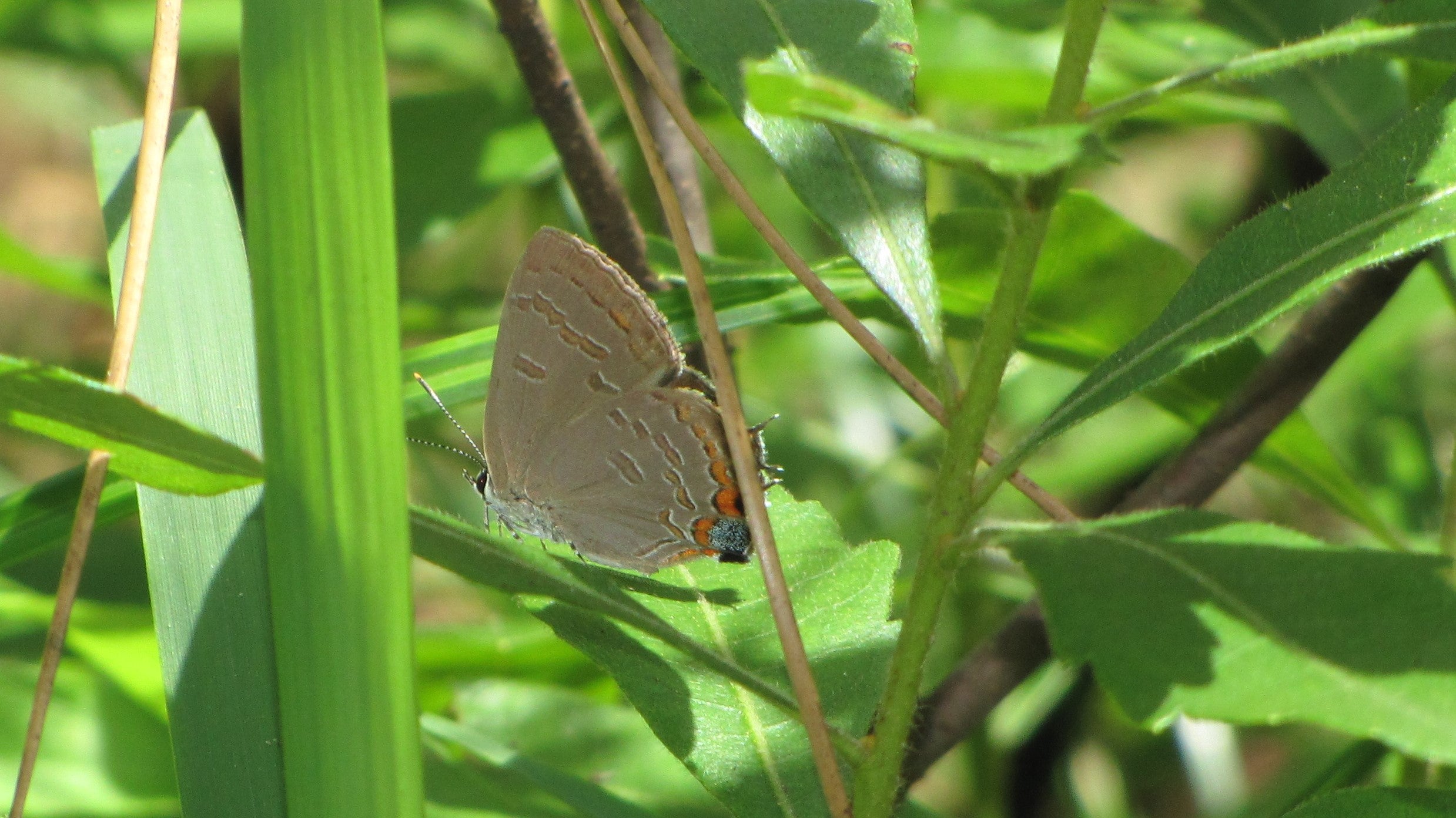 King’s hairstreak (Satyrium kingi) at Manatee Springs State Park. 