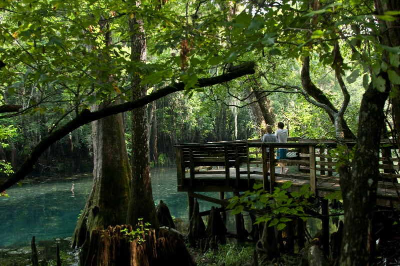 image of the boardwalk overlook at manatee springs state park.